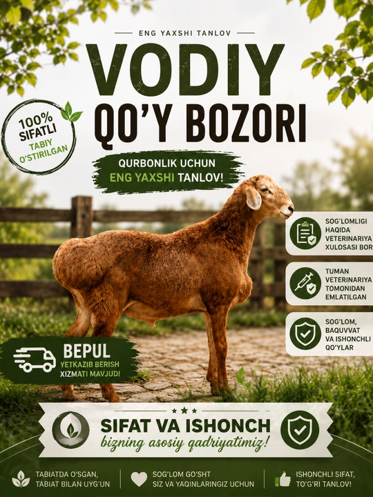 O‘stirish va so‘yish uchun zotdor qo‘chqorlar - 
