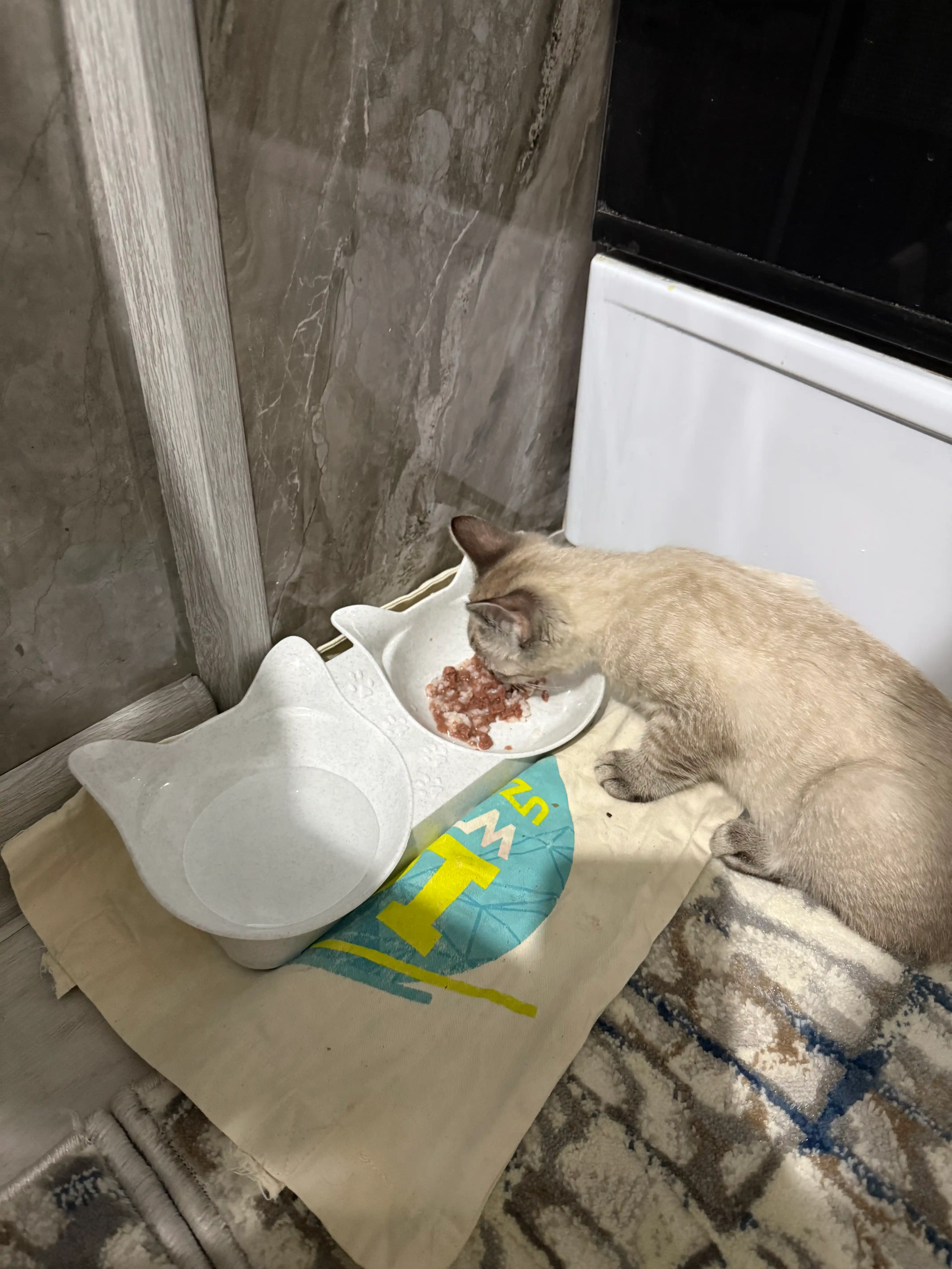 Mushuk va itlar uchun ikkitali tovoqcha