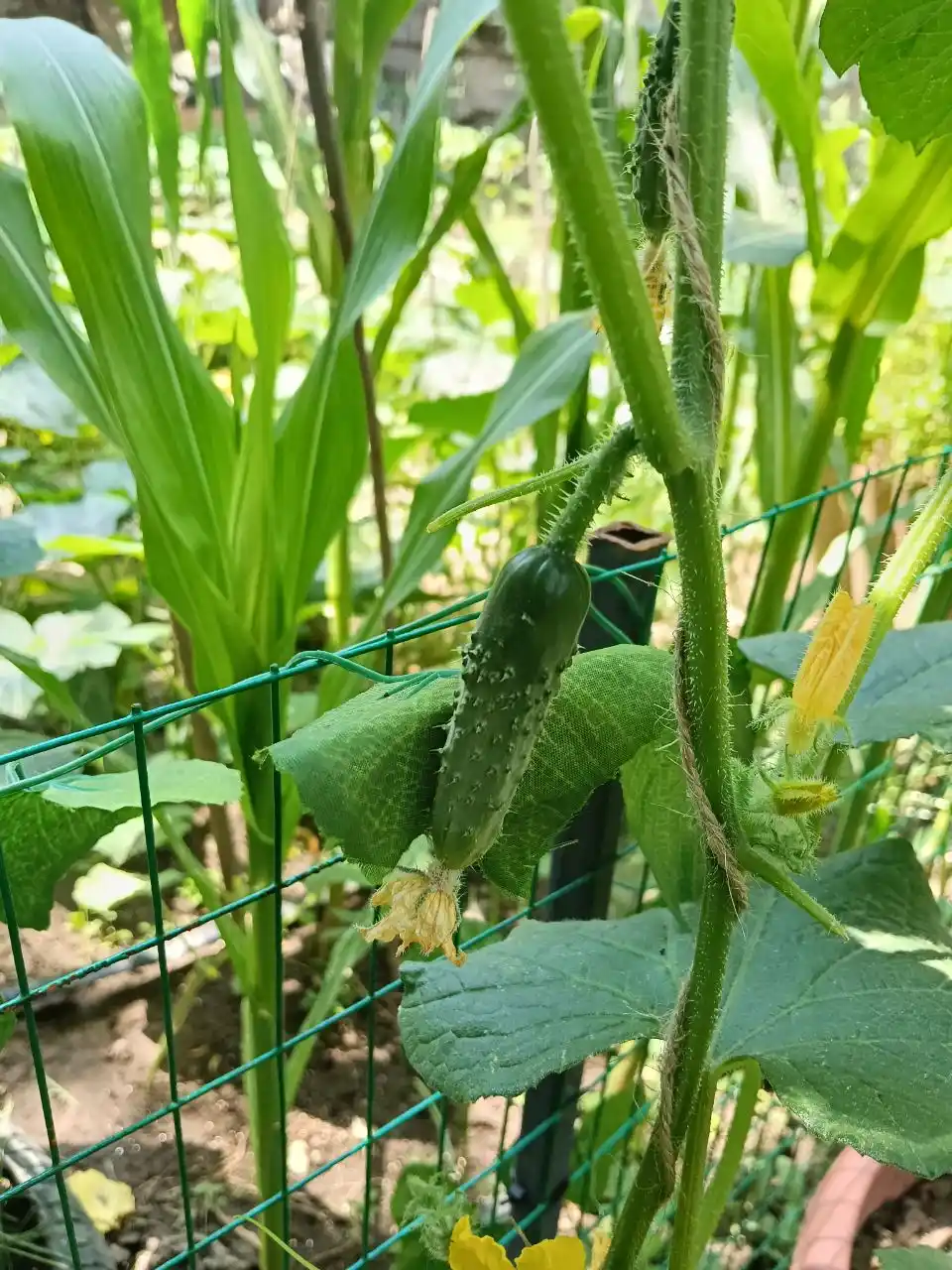 Семена овощей для дома Seeds