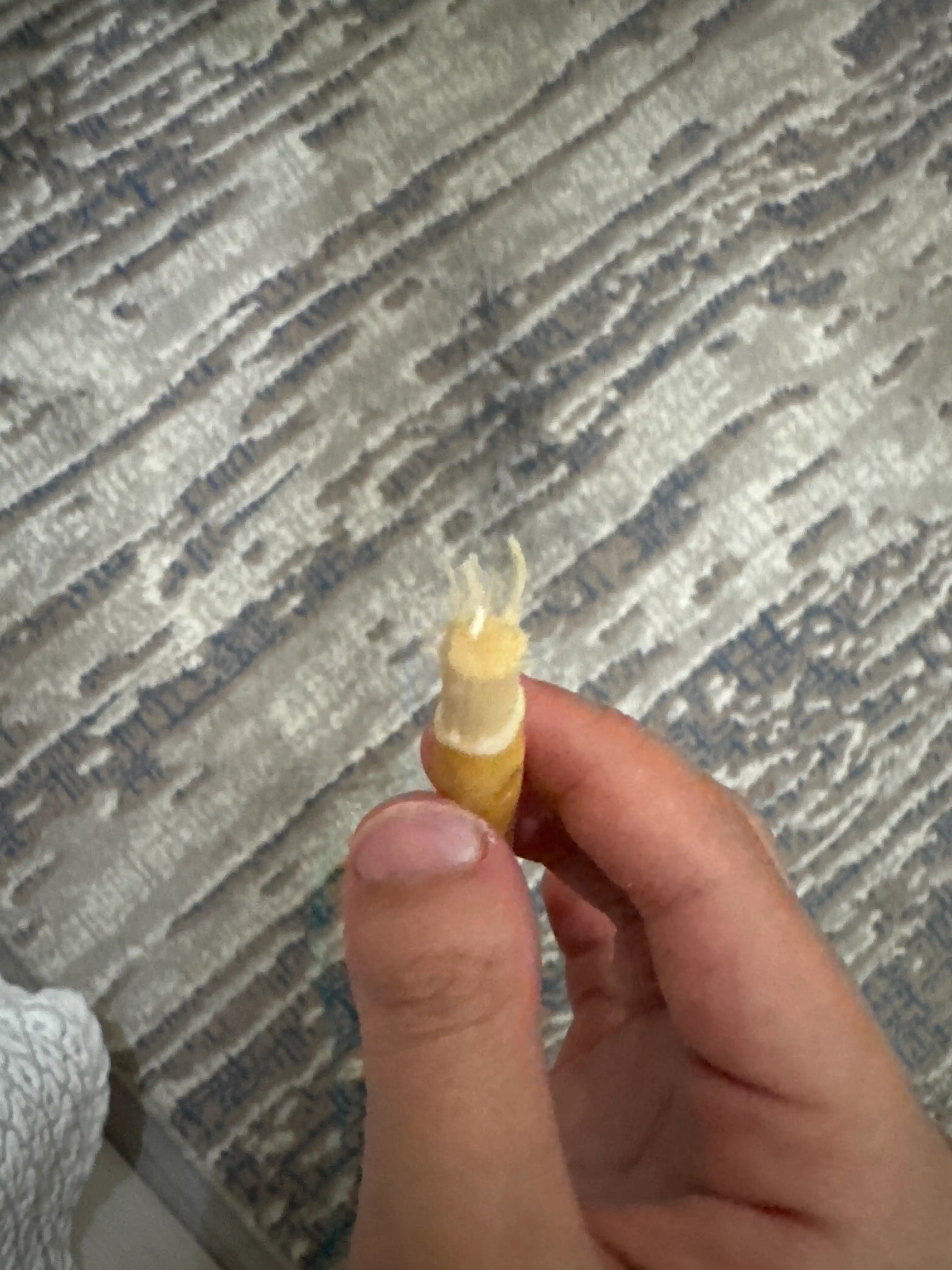 Натуральный Мисвак (Miswak) для гигиены полости рта Севак
