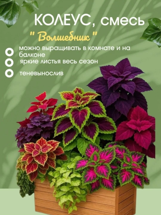 Семена многолетника: КОЛЕУС, микс 10 шт - 