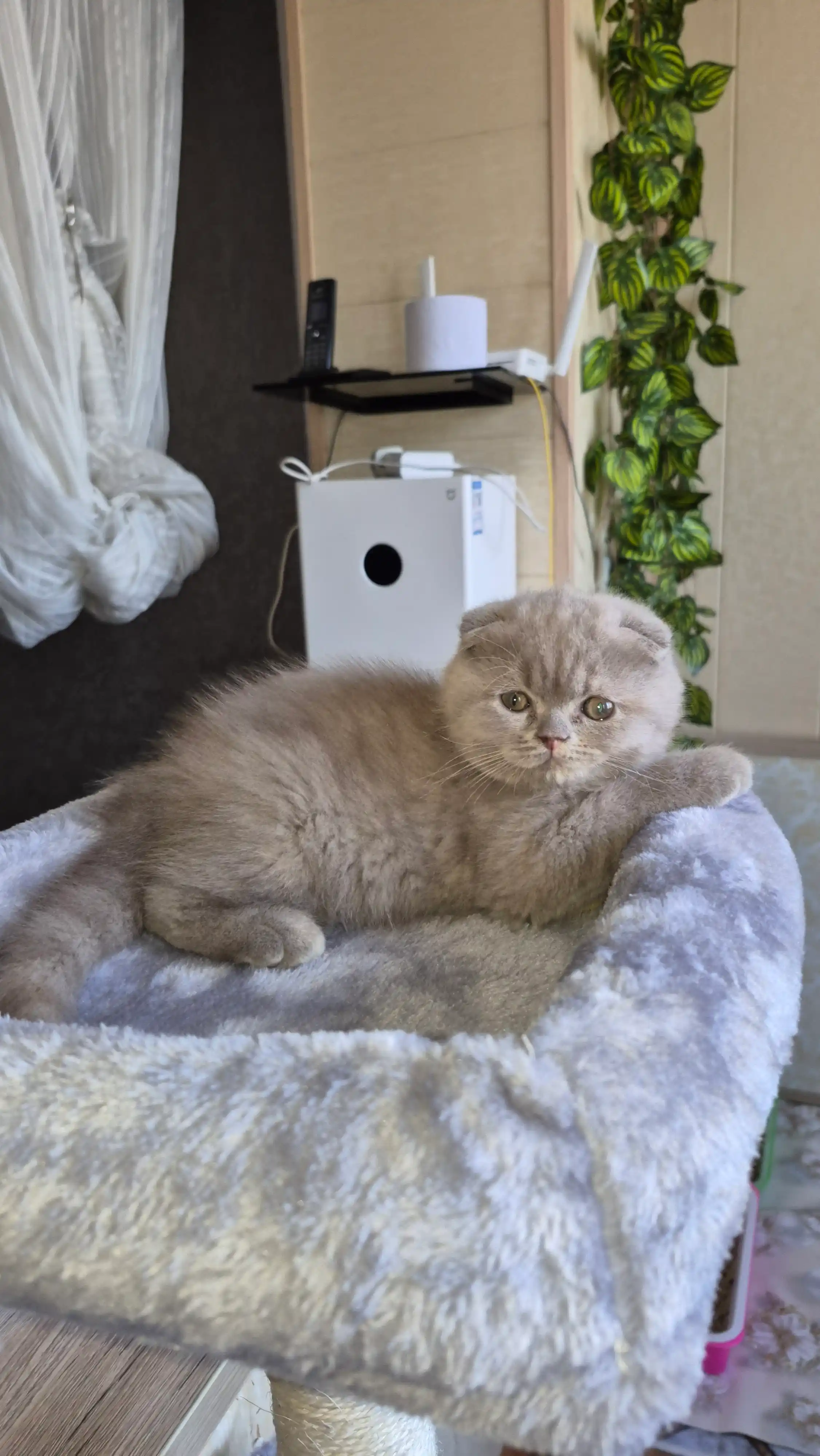 Игровой комплекс для кошек 115 см, когтеточка с домиком, кошачий домик XL