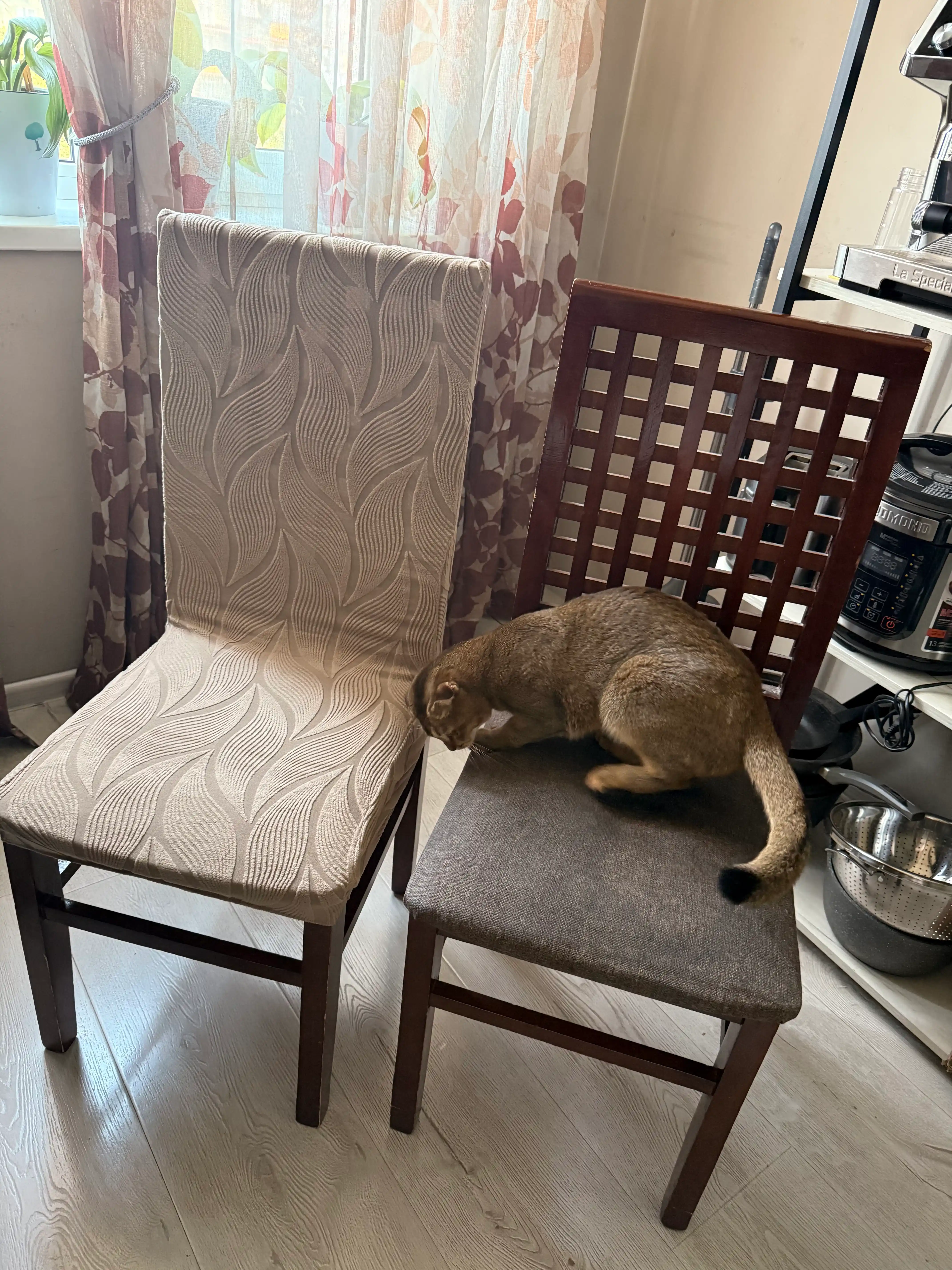 Rahat home Stullar uchun g'ilof, zich Jakkard mato, elastik, oson yuviladi, 6 dona
