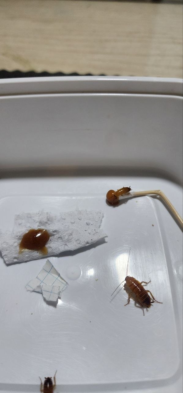 Top Bait — Koreya sifati. Kuchli formula, tez natija, tarakanlarga yakuniy nuqta