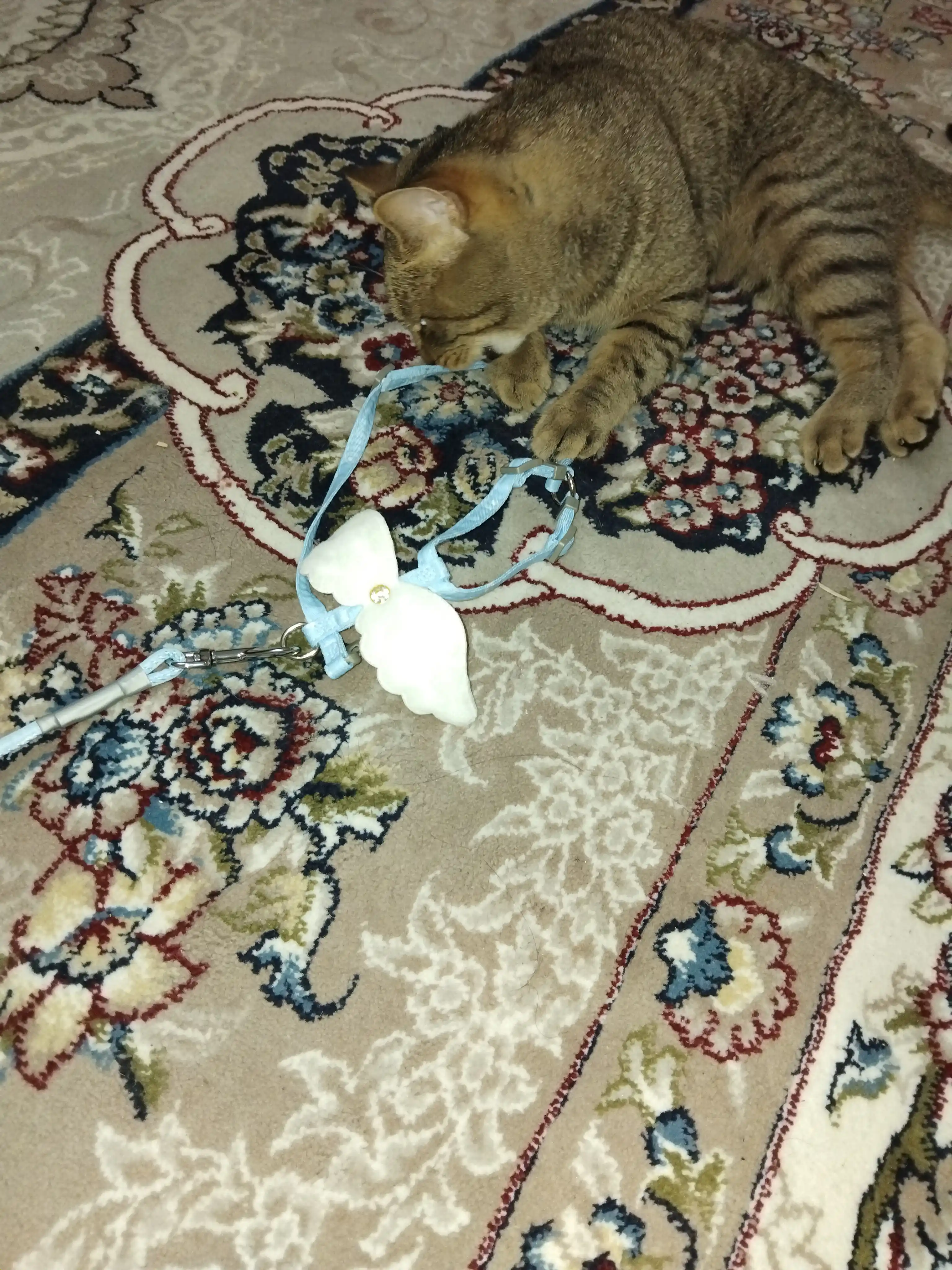 Mushuklar va kichik itlar uchun bog'ichli jabduq, yoqa