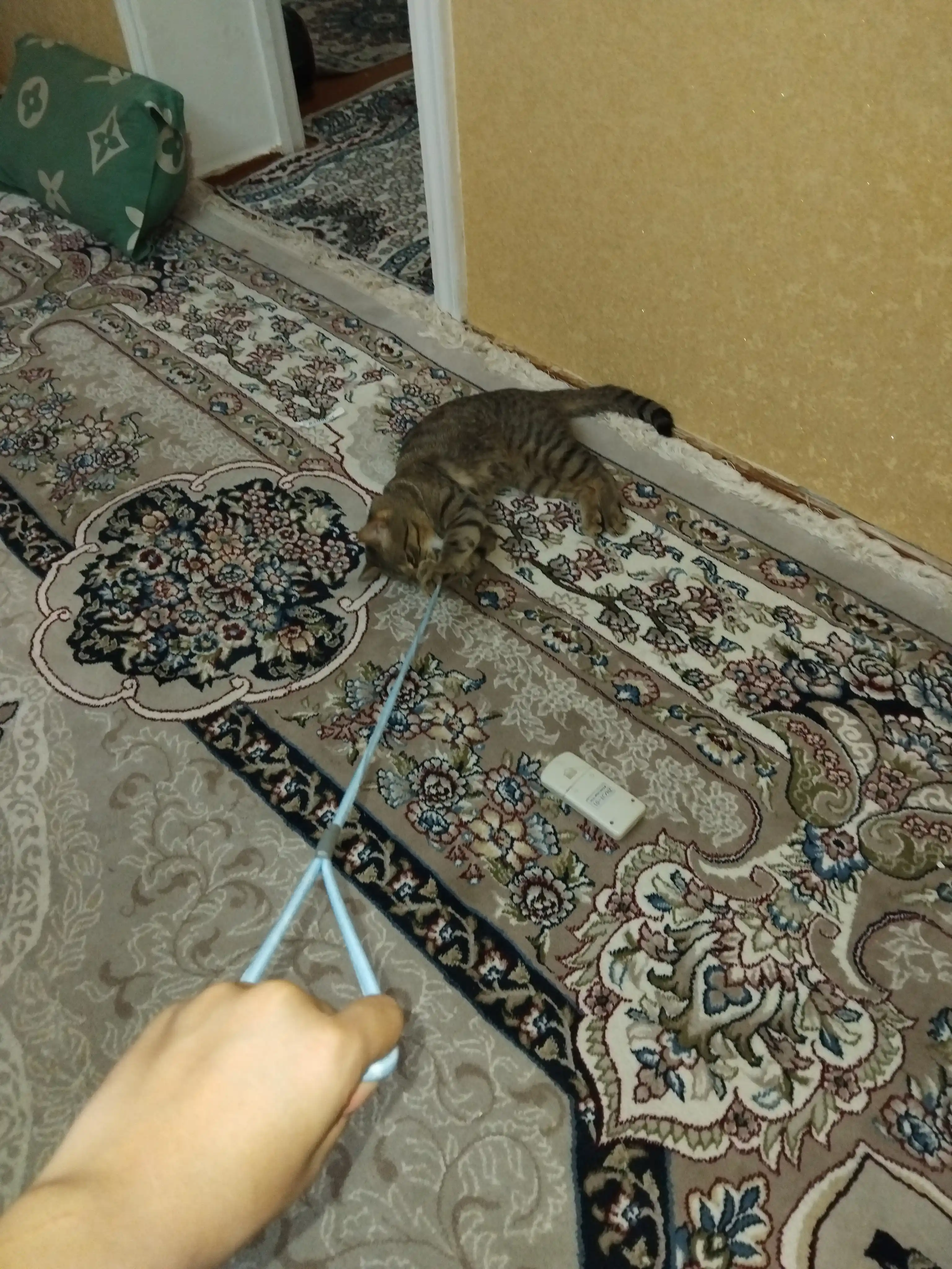 Mushuklar va kichik itlar uchun bog'ichli jabduq, yoqa