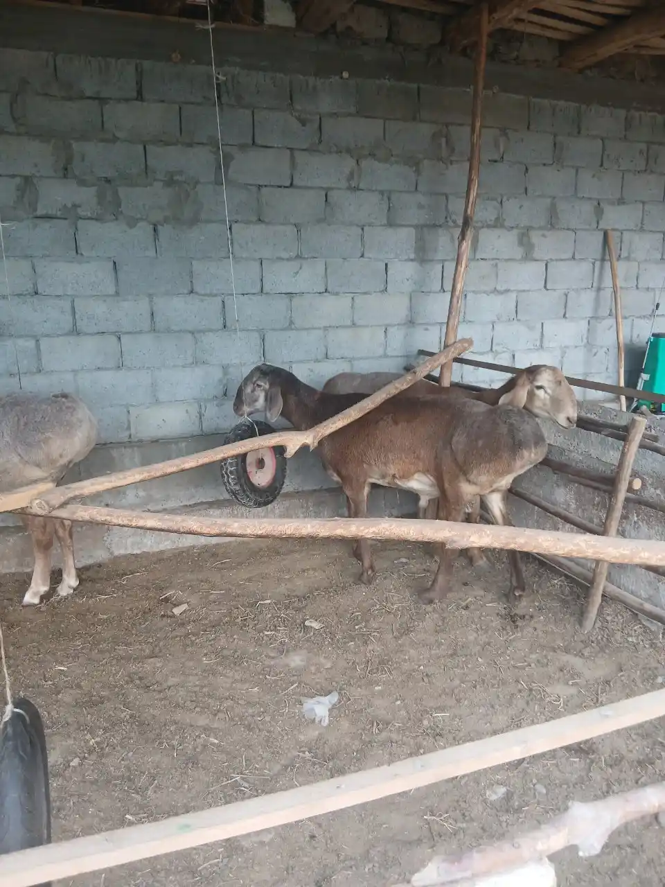Породистые бараны для выращивания и на убой