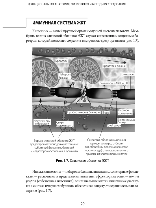 Наглядная детская гастроэнтерология и гепатология. Р. Р. Кильдиярова, Ю. Ф. Лобанов