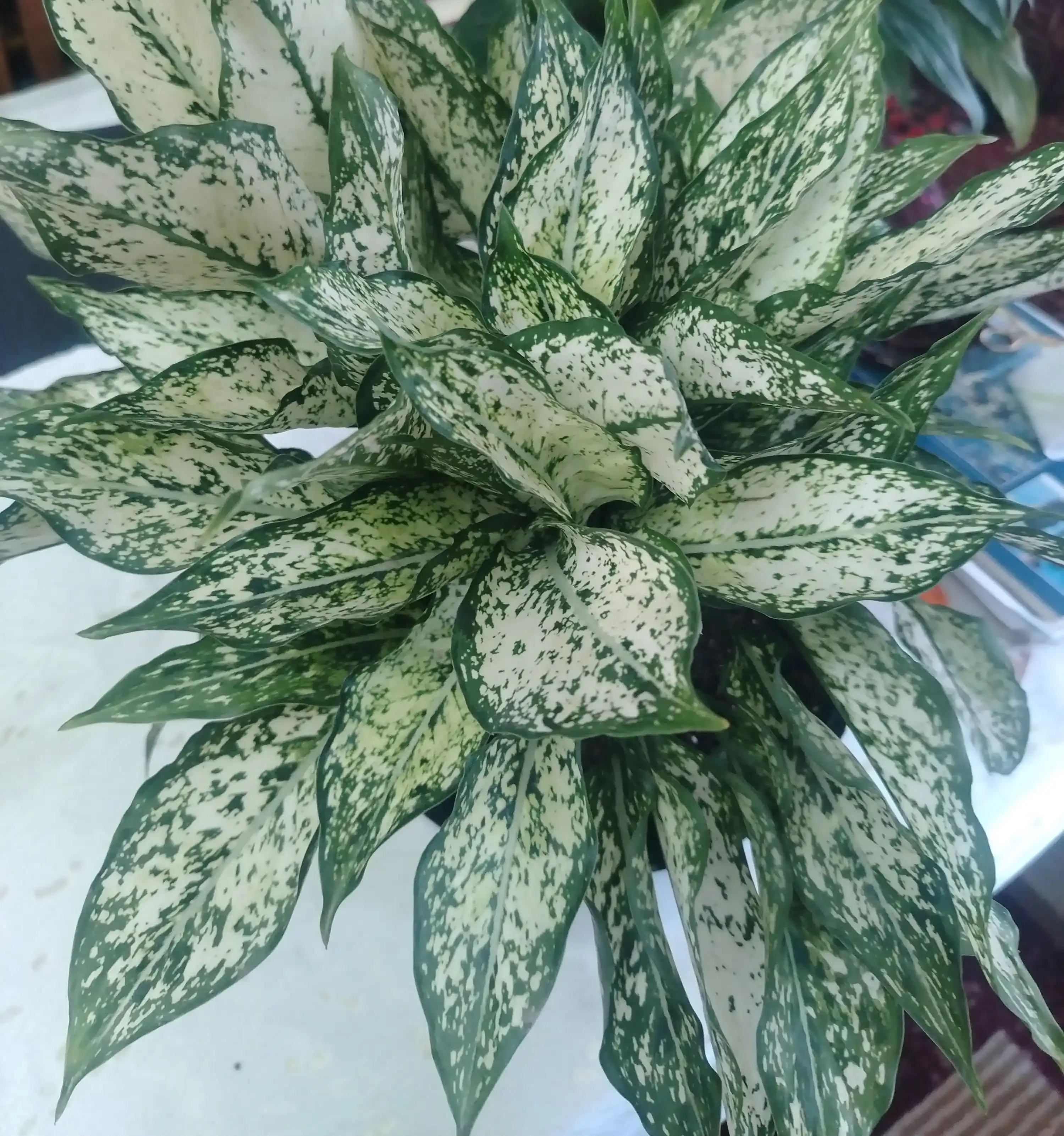 Qizil aglaonema - tuvakdagi xona o‘simligi, havoni tozalaydi