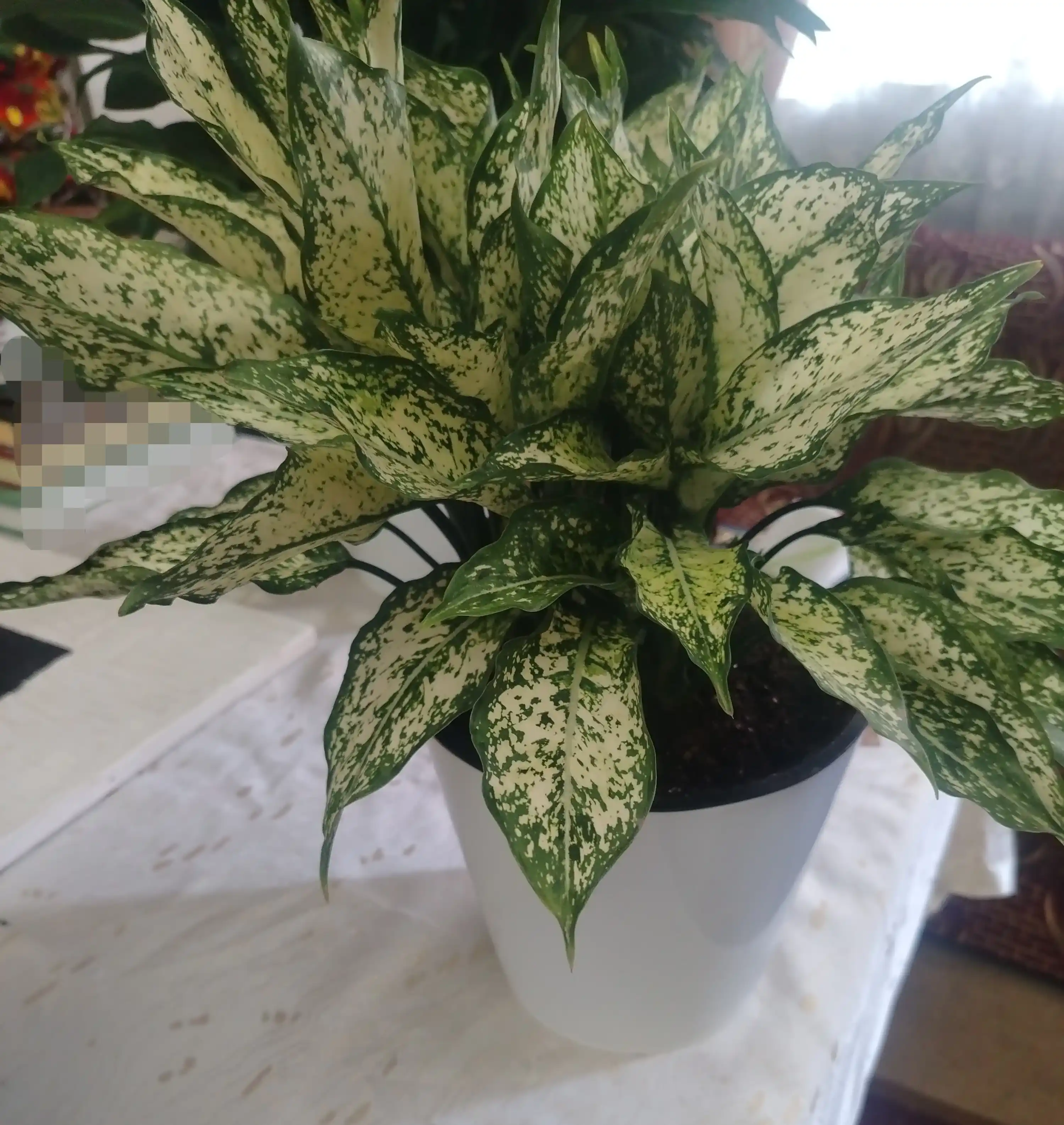 Qizil aglaonema - tuvakdagi xona o‘simligi, havoni tozalaydi