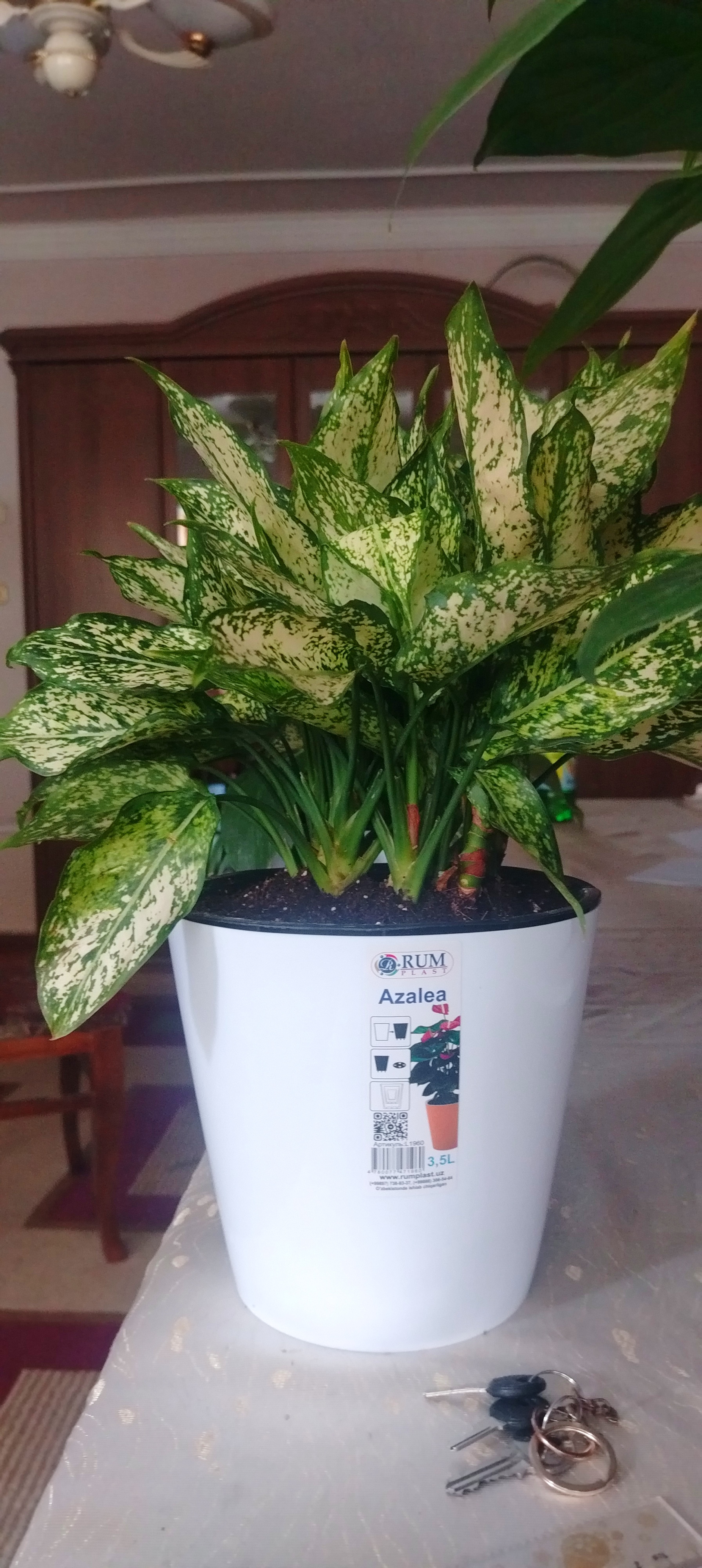 Qizil aglaonema - tuvakdagi xona o‘simligi, havoni tozalaydi