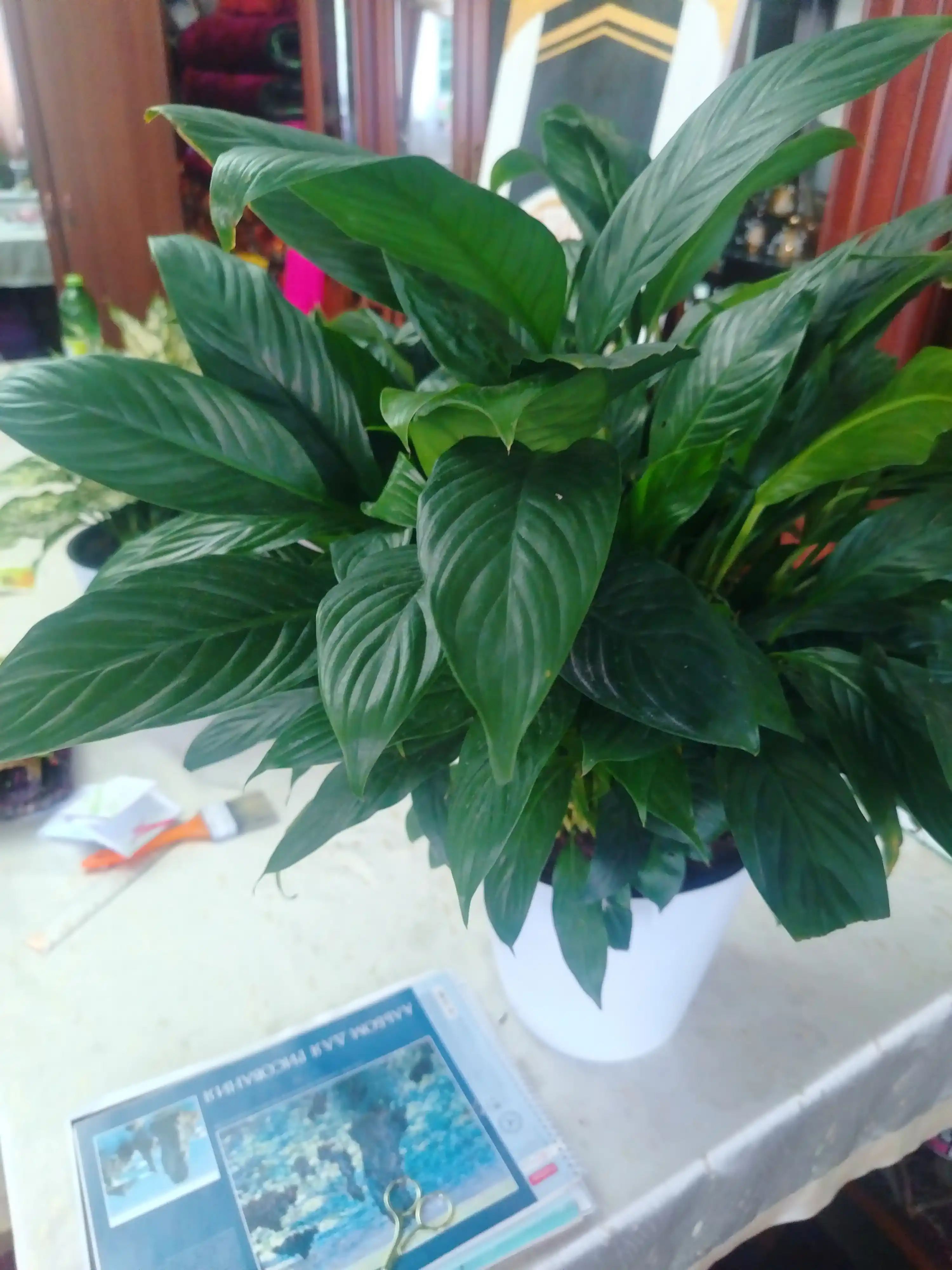Tabiiy Spathiphyllum – havoni tozalovchi, parvarishi oson uy guli