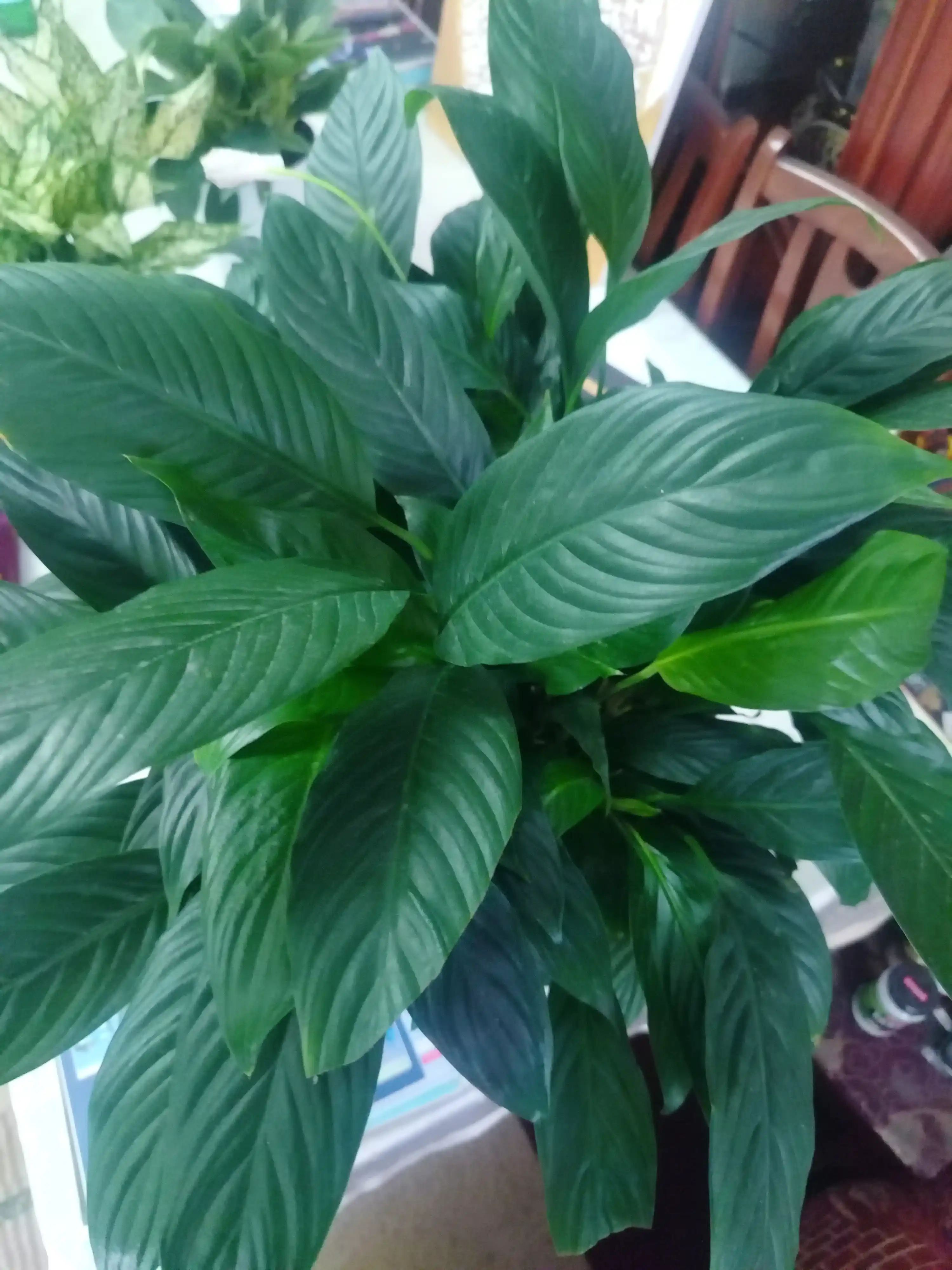 Tabiiy Spathiphyllum – havoni tozalovchi, parvarishi oson uy guli