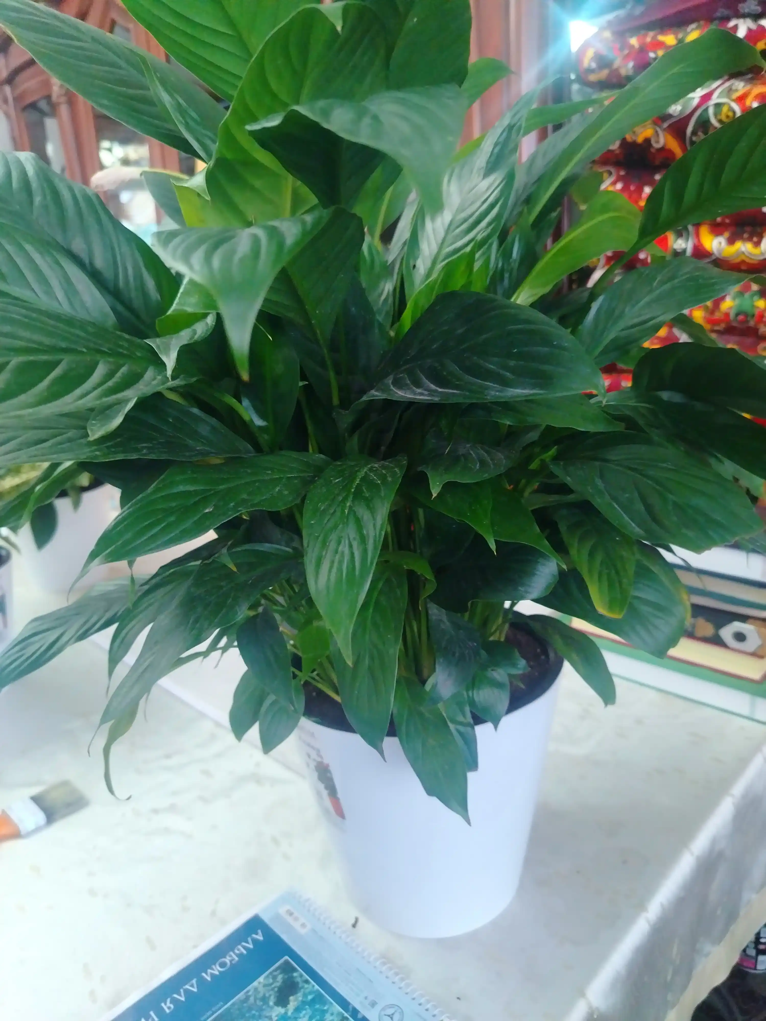 Tabiiy Spathiphyllum – havoni tozalovchi, parvarishi oson uy guli