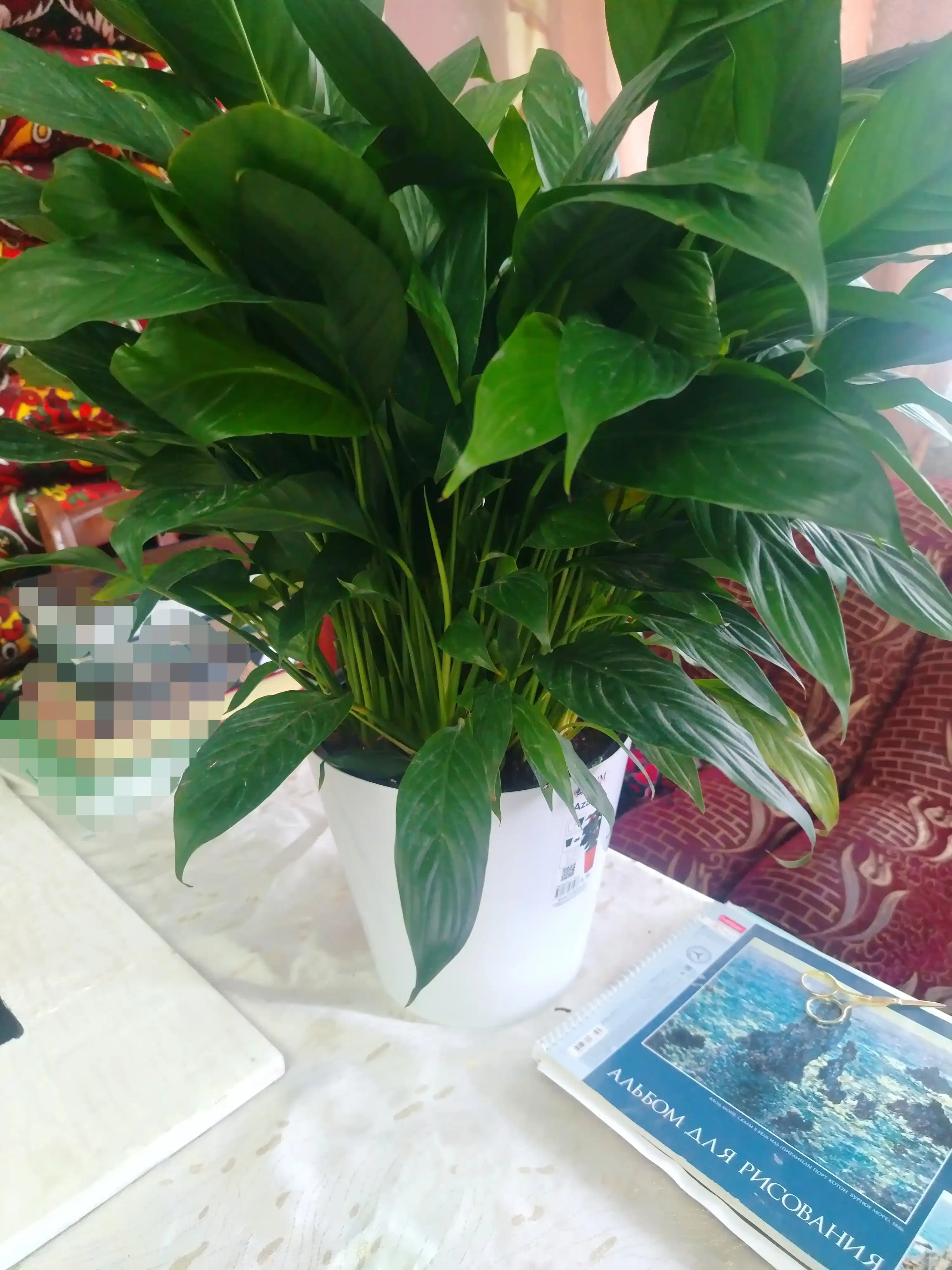 Tabiiy Spathiphyllum – havoni tozalovchi, parvarishi oson uy guli
