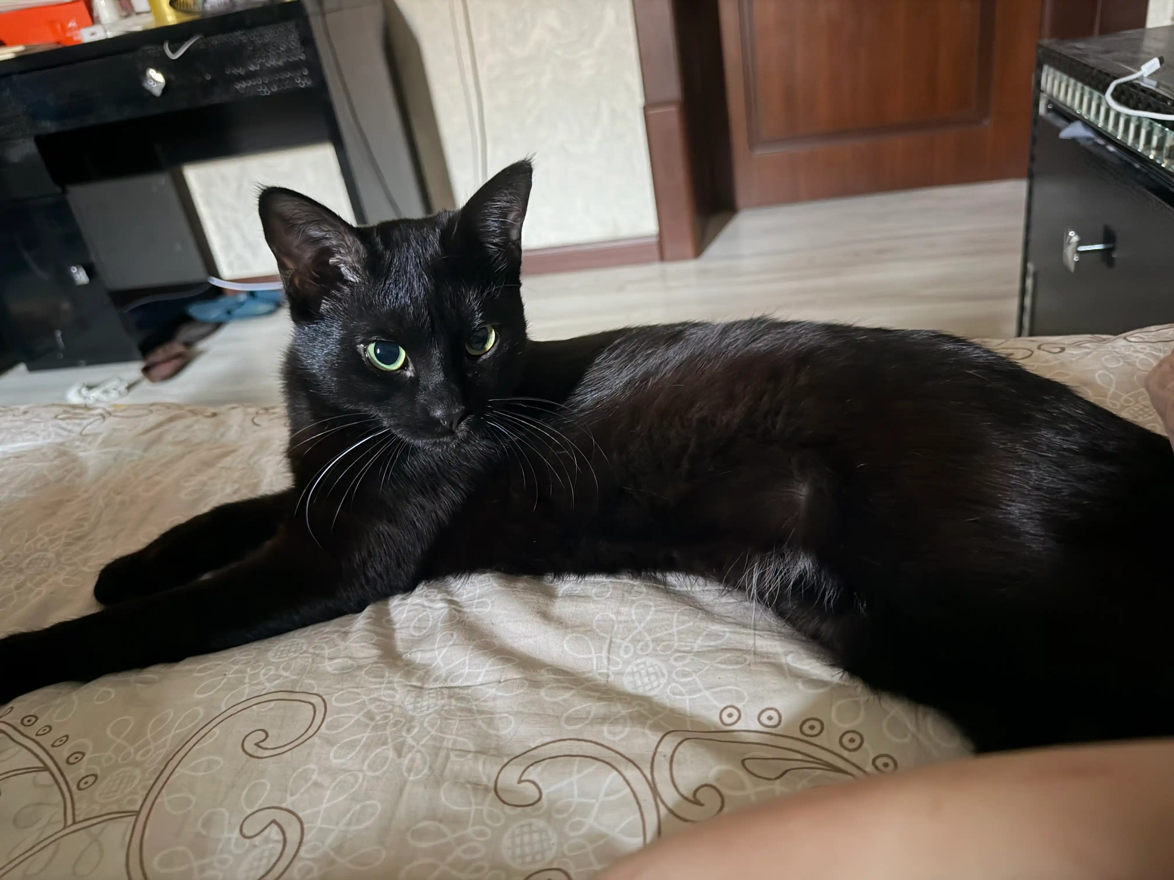 Лакомство сублимированное для кошек Kimpets в банке, натуральные мясные кубики