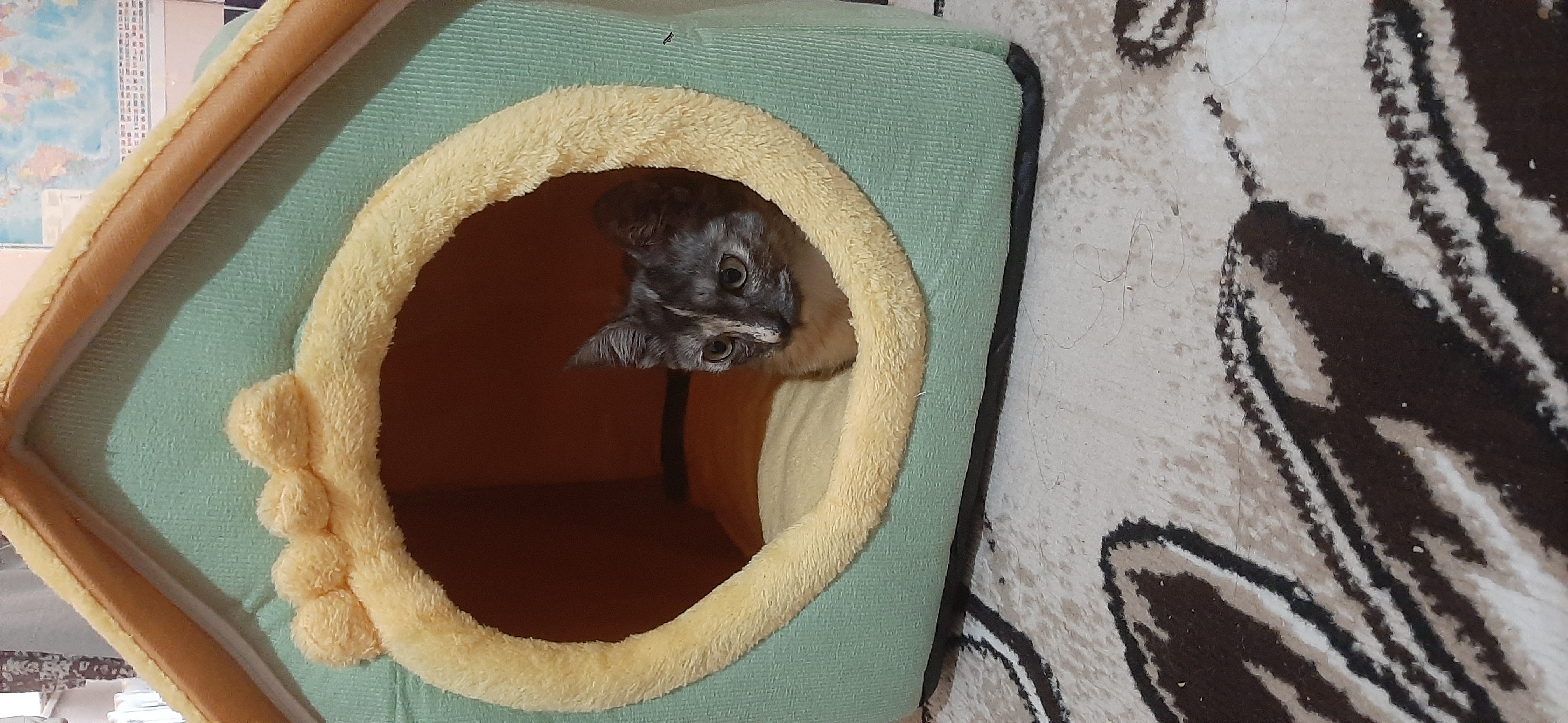 Домик лежанка для кошек и собак, мягкий складной дом с подушкой, универсальный