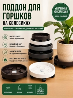 Белый