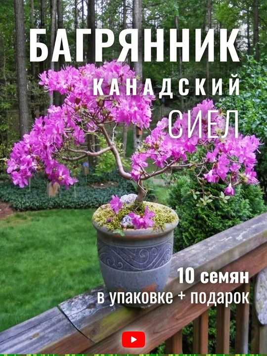 Церцис европейский — быстрорастущее декоративное дерево с яркими цветами - 