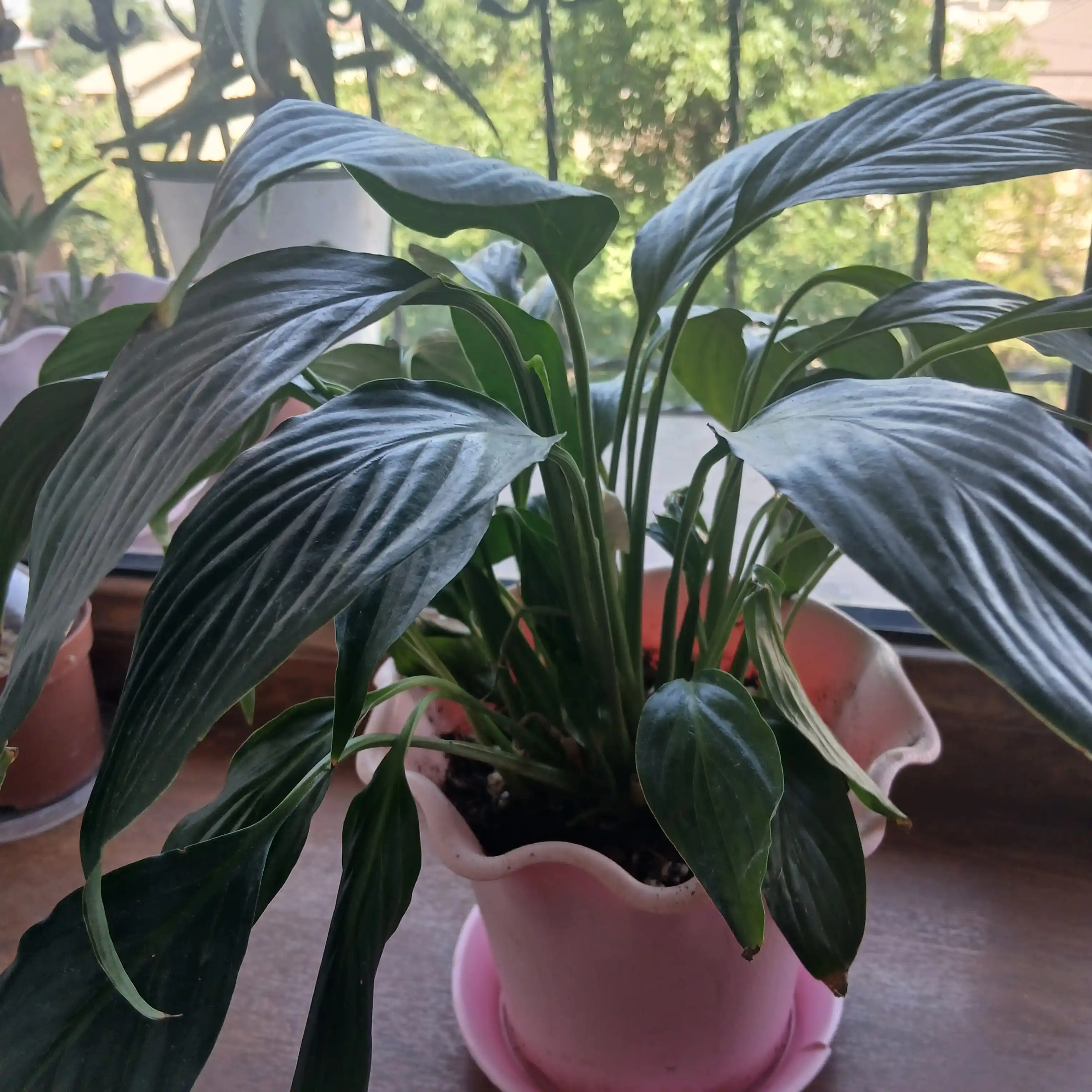 Aroid Mix steril grunti: Zamiokulkas, Spatifillum, Monstera, Anturium, 8 tasi 1 da