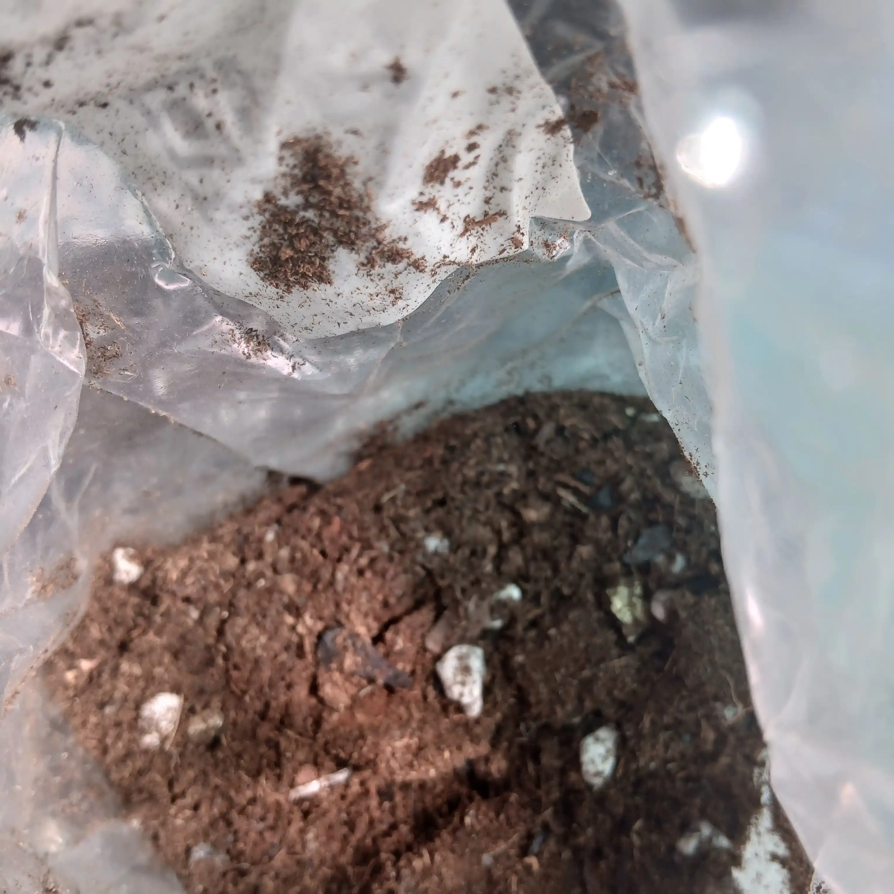 Aroid Mix steril grunti: Zamiokulkas, Spatifillum, Monstera, Anturium, 8 tasi 1 da
