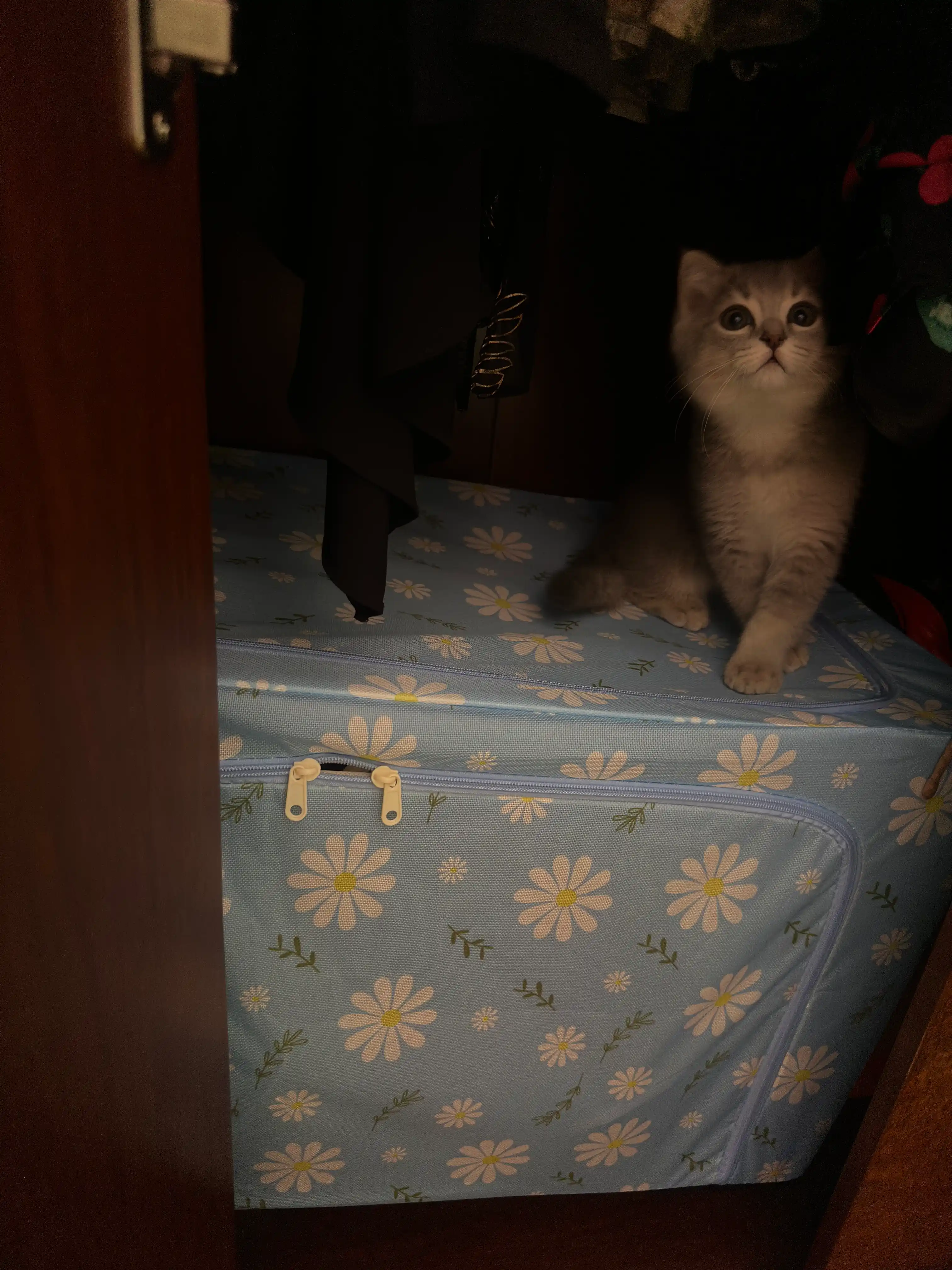 Коробка органайзер, для хранения вещей и одежды, 24, 66, 100 л