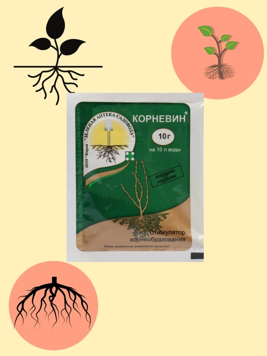 Kornevin o‘simliklar uchun ildiz hosil qiluvchi vosita, qalamchalar, ko‘chatlar, gullar