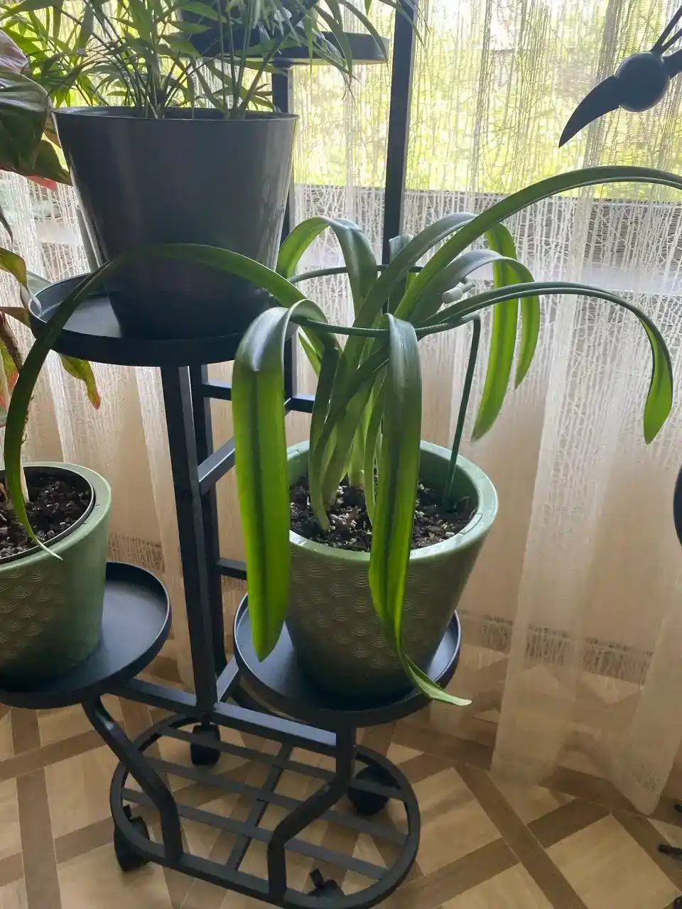 O‘simlik stendlari