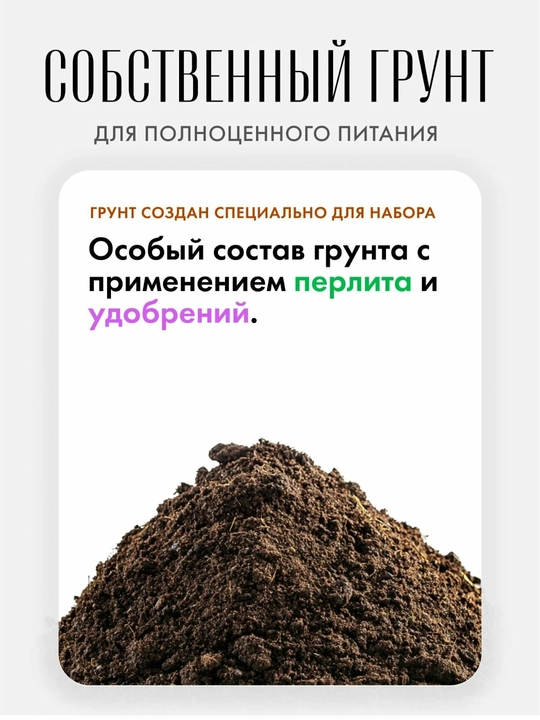 Baxt daraxtini o‘stirish to'plami Katalpa