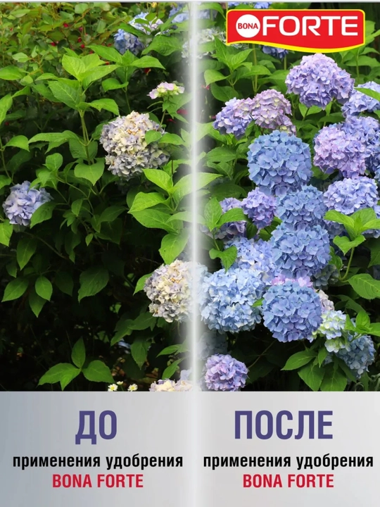 Жидкое удобрение Bona Forte для голубых гортензий, 1,5 л