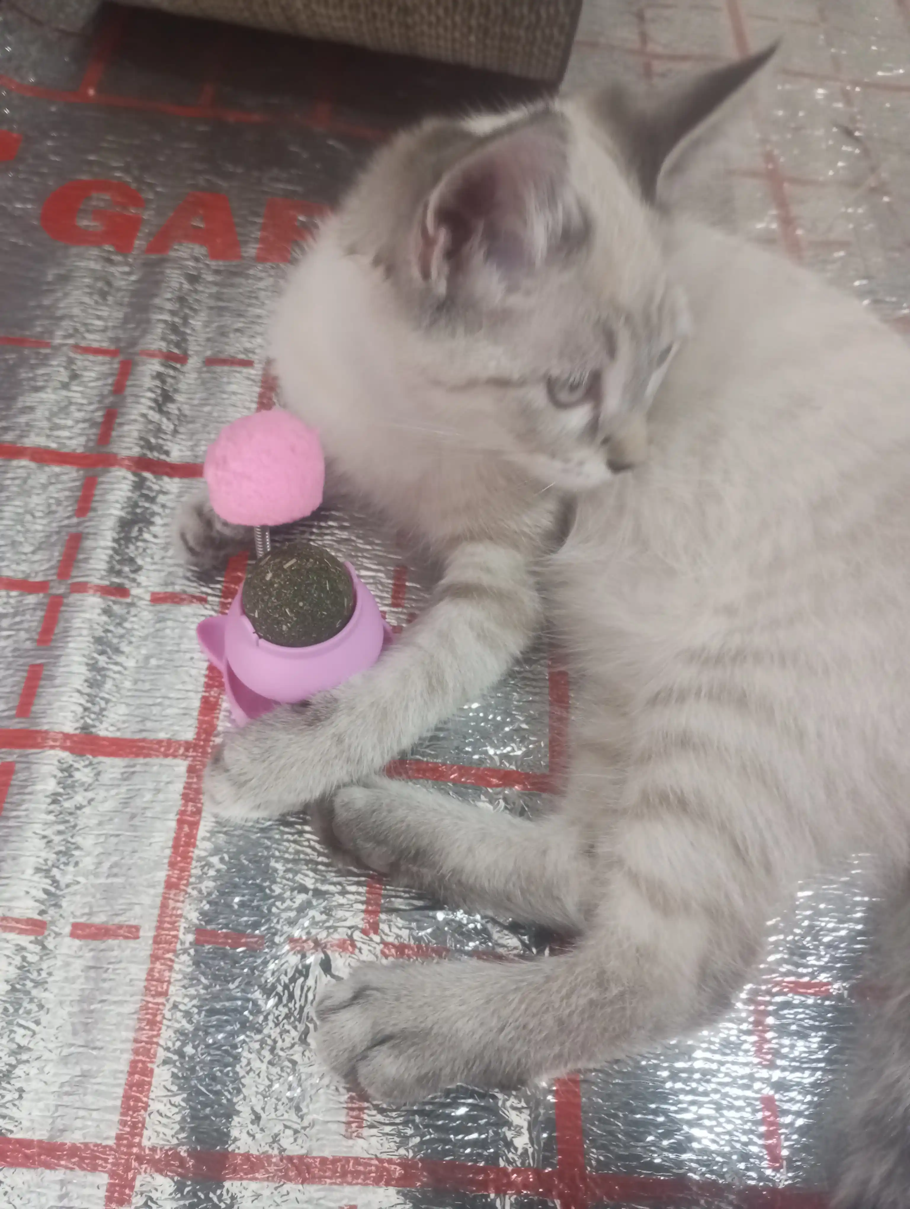 Игрушка для кошек с кошачьей мятой, интерактивная дразнилка помпон, мятный шарик на стену