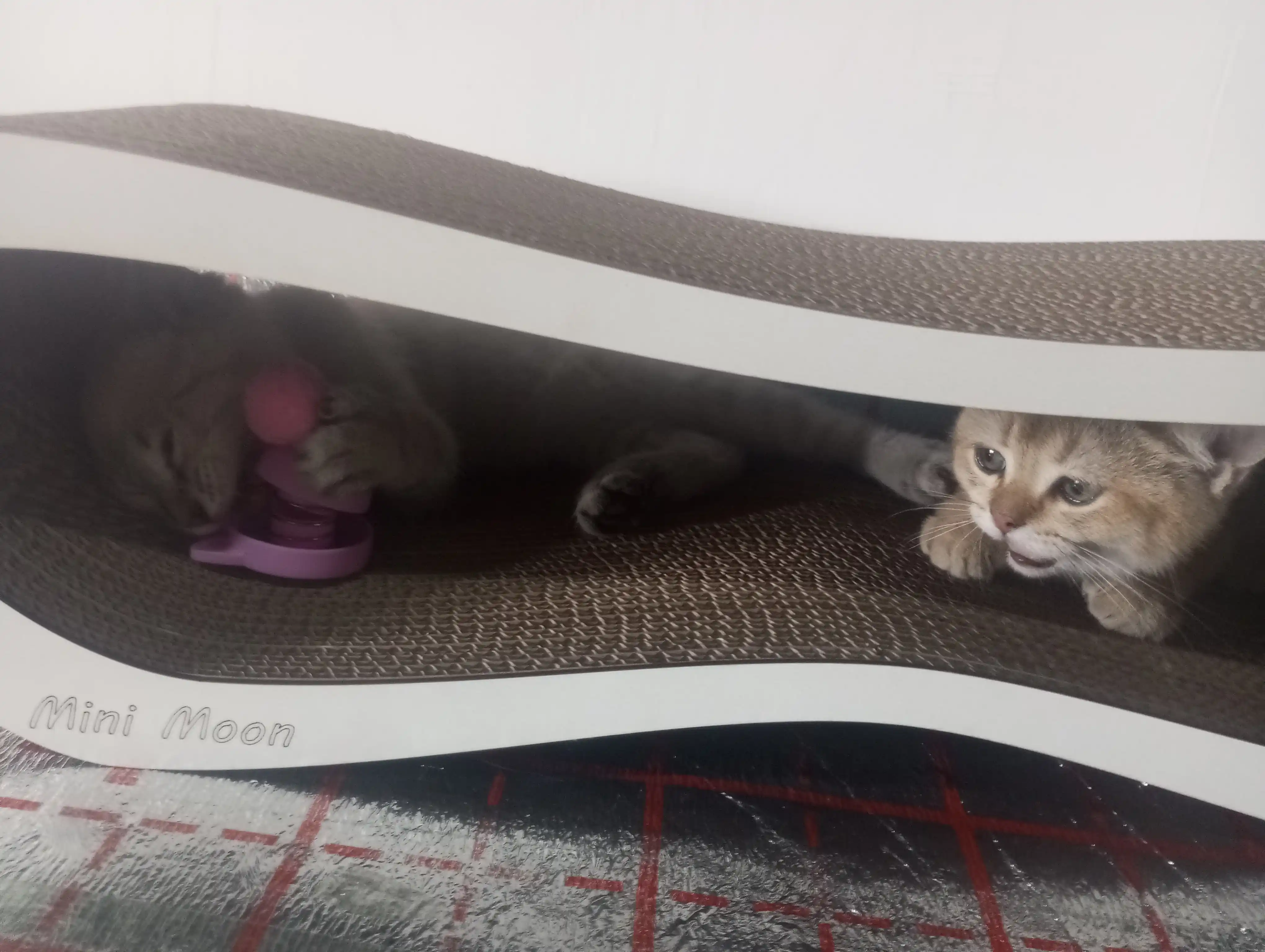 Игрушка для кошек с кошачьей мятой, интерактивная дразнилка помпон, мятный шарик на стену