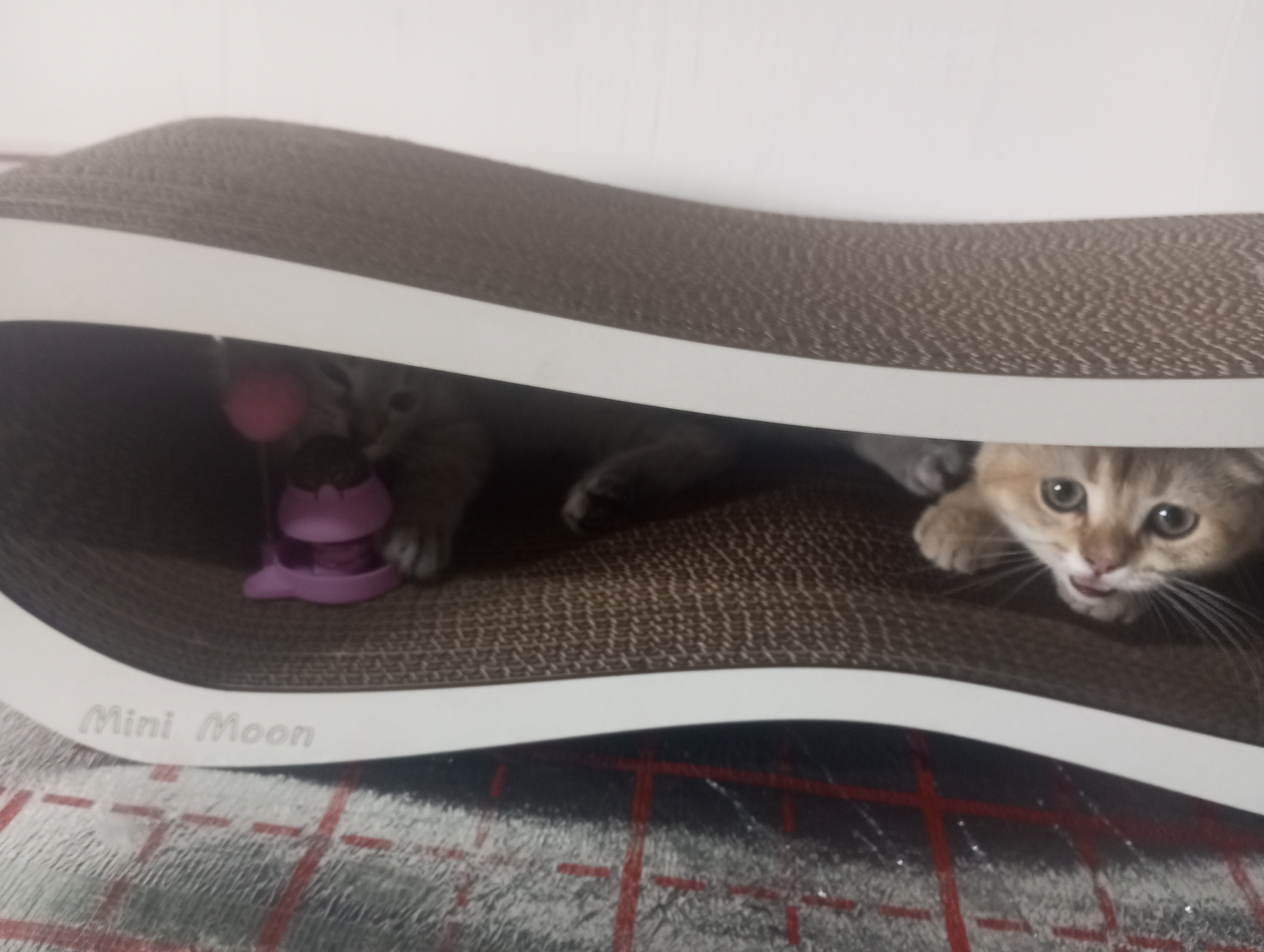 Игрушка для кошек с кошачьей мятой, интерактивная дразнилка помпон, мятный шарик на стену