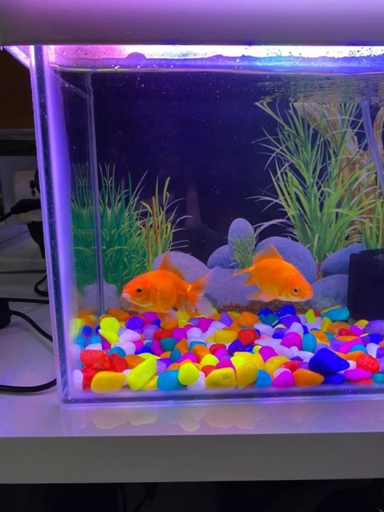 Akvarium, kashpo, gullar va interyer uchun dekorativ rangli toshlar, tabiiy shag‘al