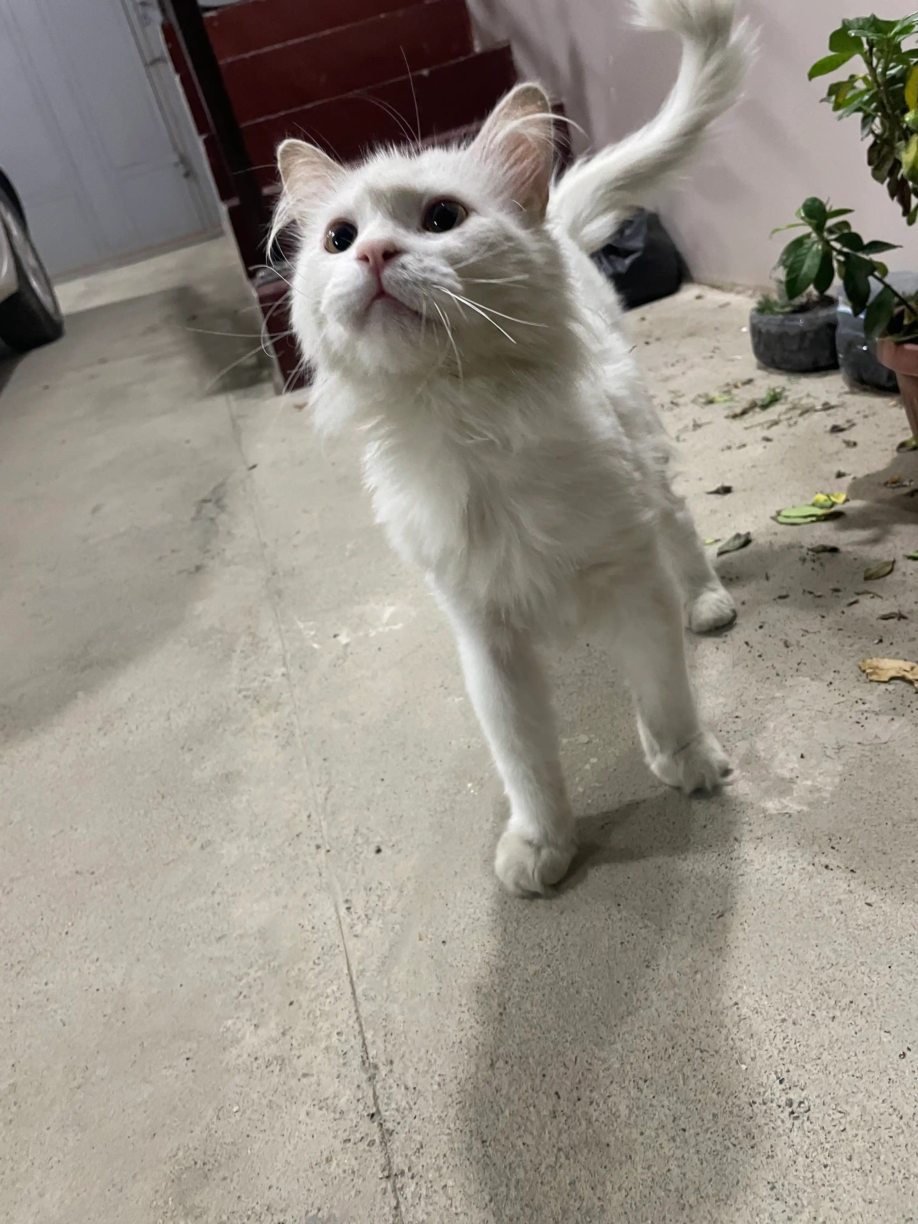 Club 4 Paws сухой корм для взрослых кошек, с кроликом, 2 кг