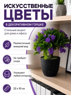 Lavanda