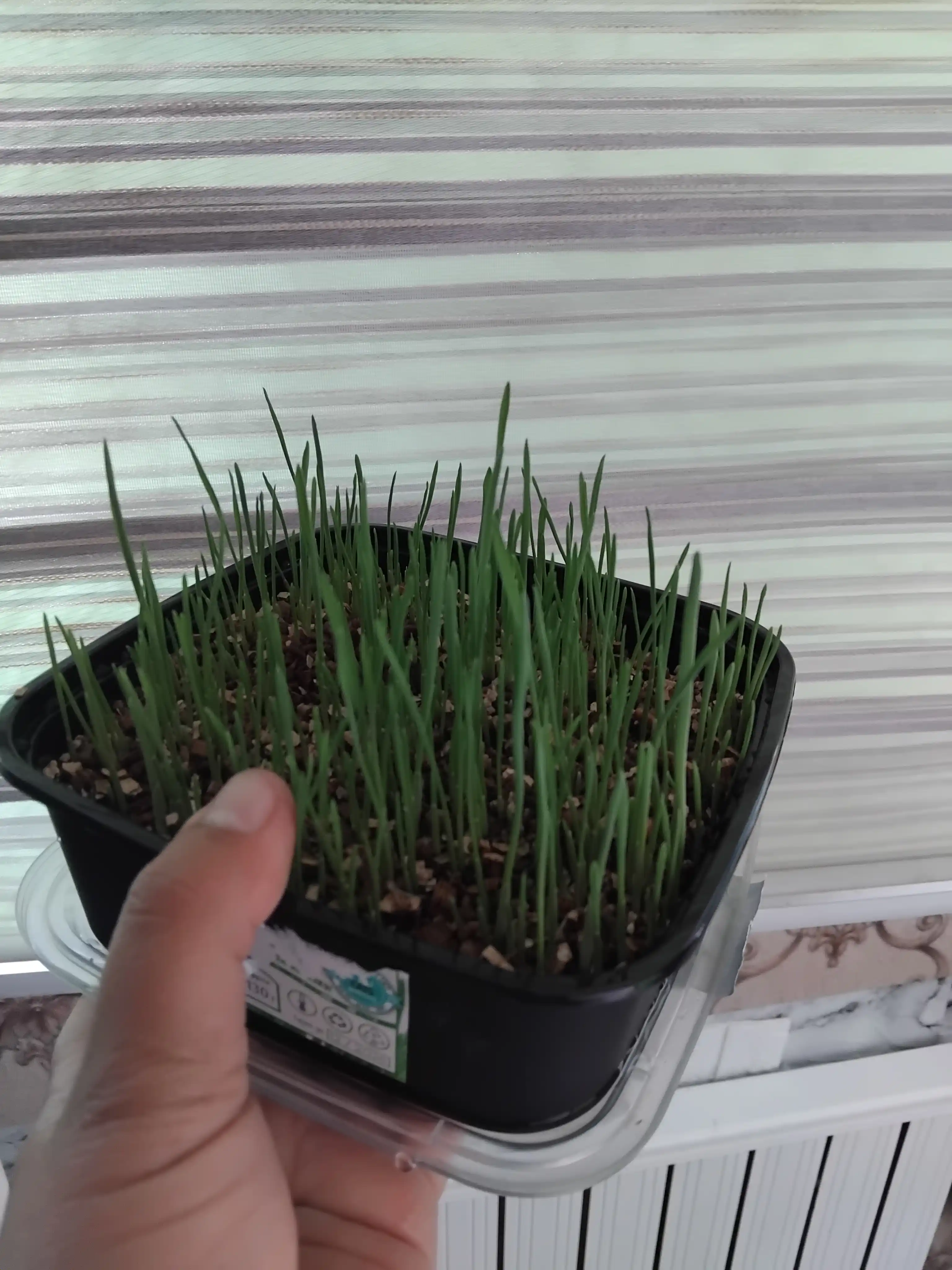 Smart Pets mushuk o'ti – yung g'uddalarini chiqaradi, ko'kat yetishtirish to‘plami, 130 g