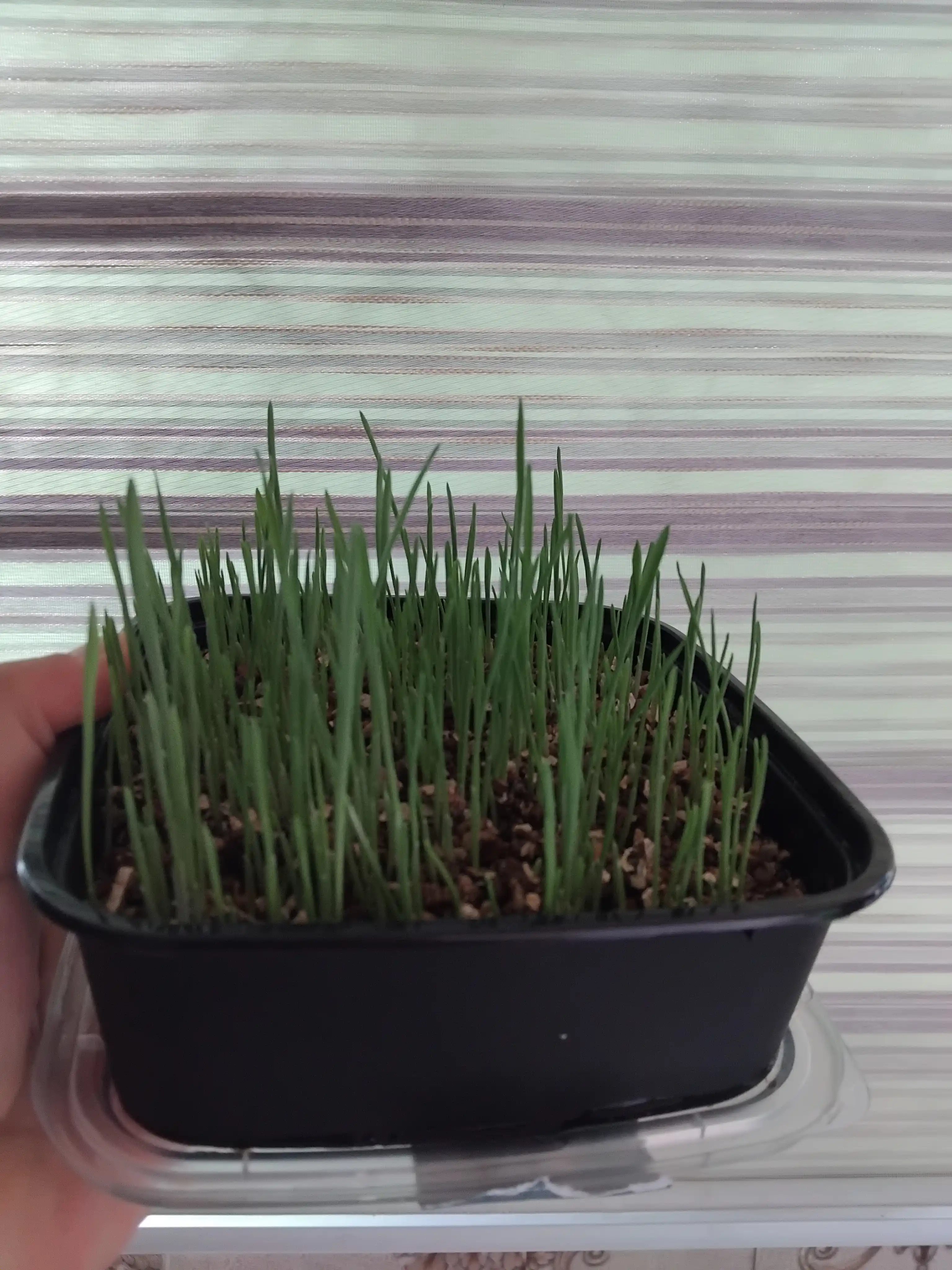 Smart Pets mushuk o'ti – yung g'uddalarini chiqaradi, ko'kat yetishtirish to‘plami, 130 g
