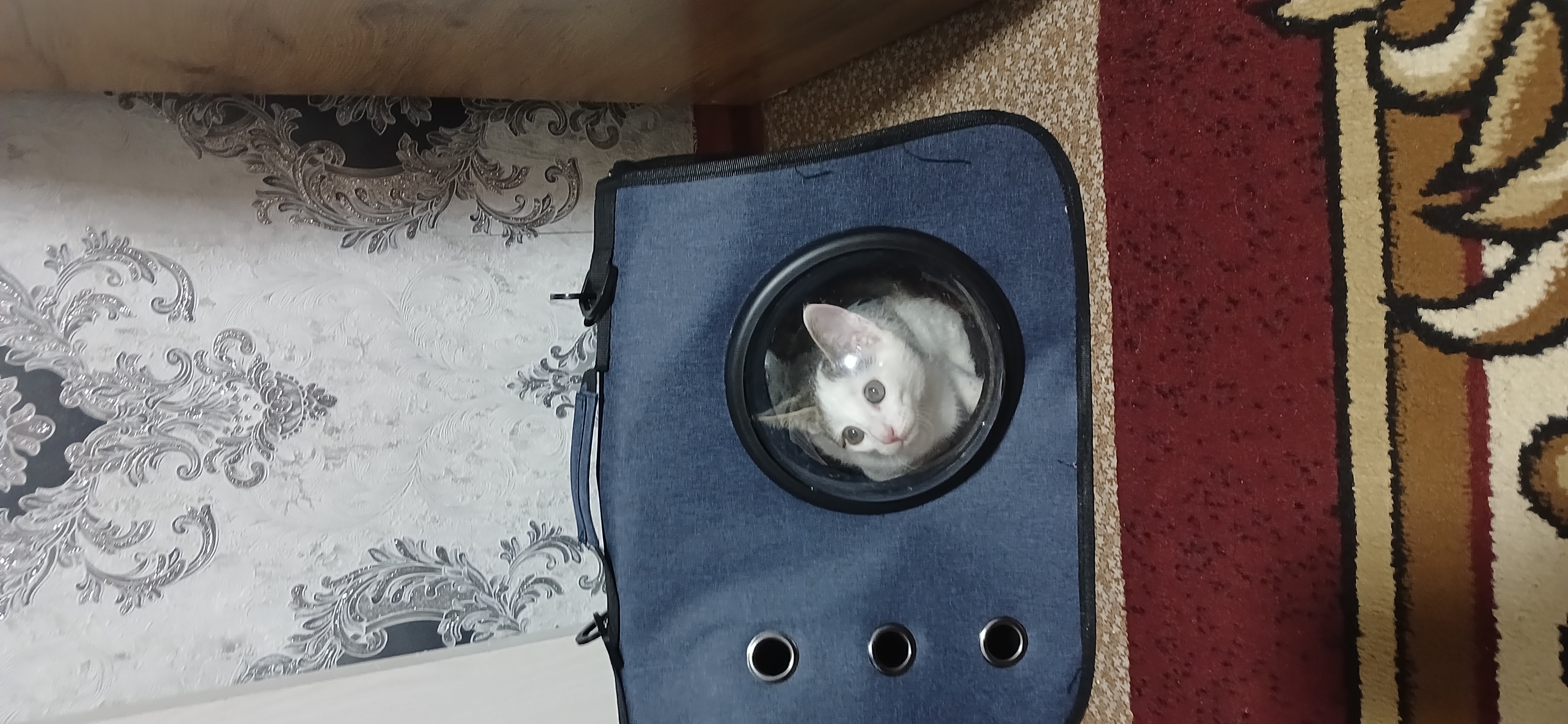 Сумка переноска для кошек и собак c обзором 360°, рюкзак с иллюминатором, безопасная