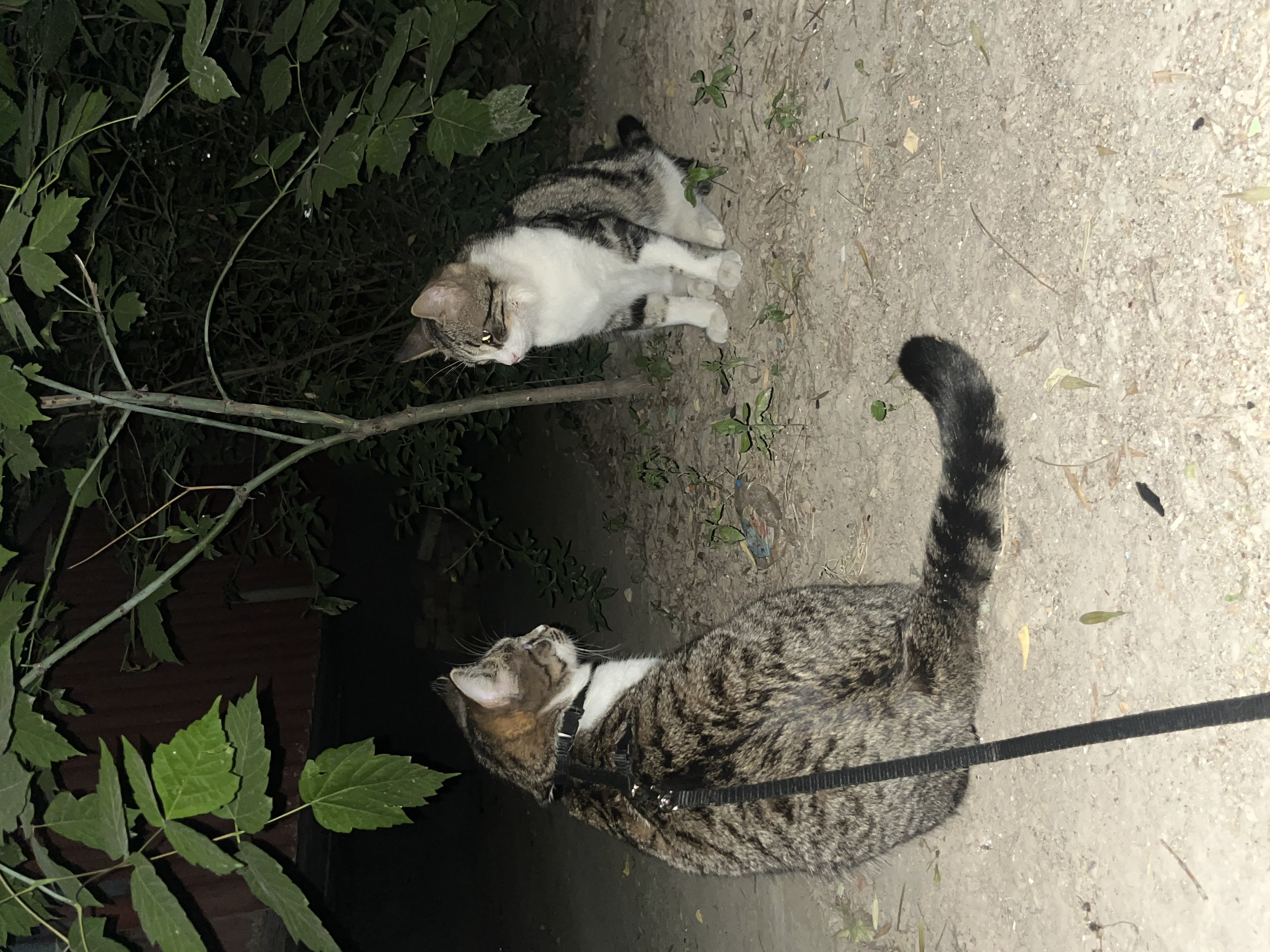 Шлейка для кошек