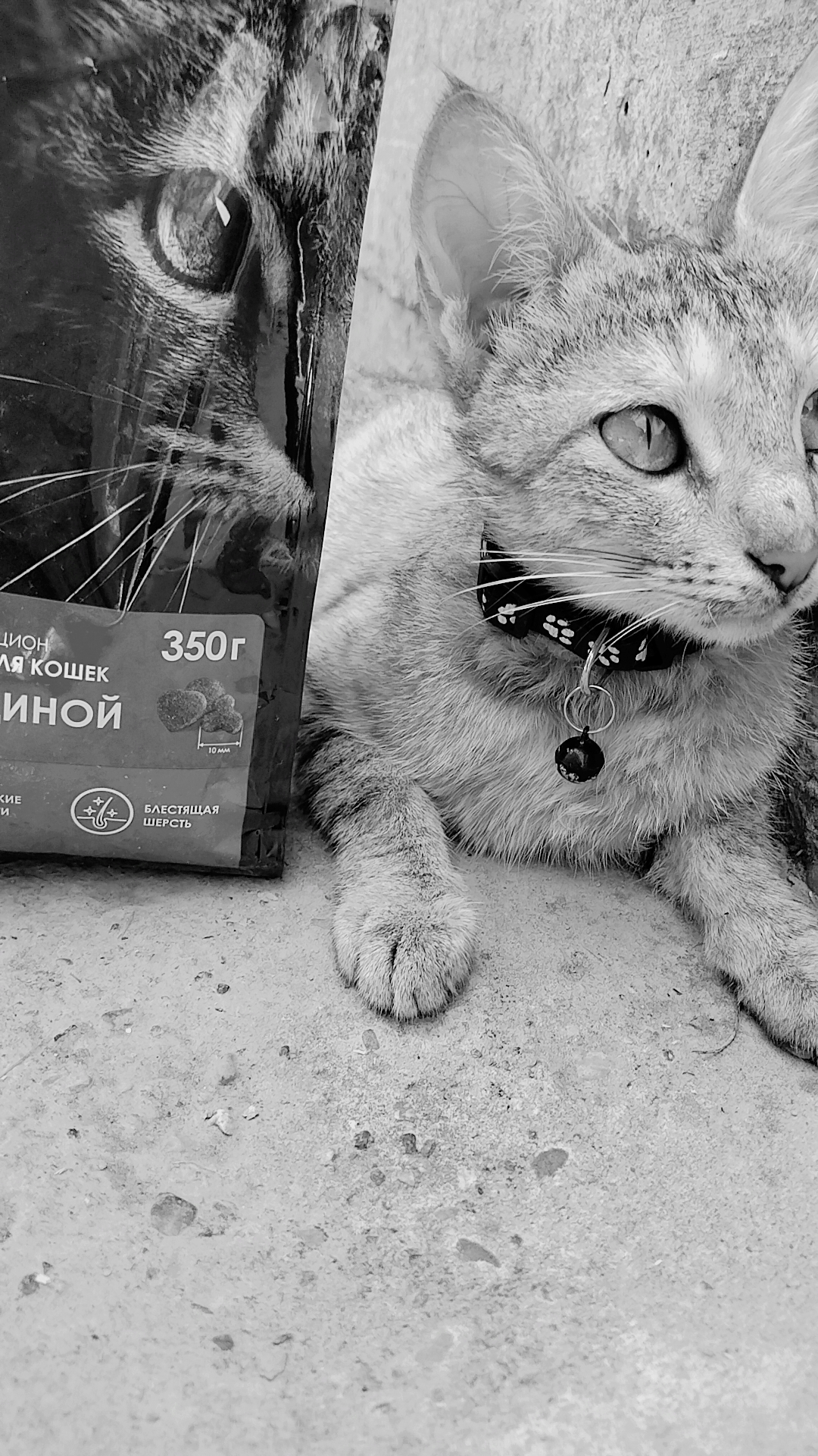 Lamour mushuklar uchun quruq yem mol go‘shtli, 350 gr