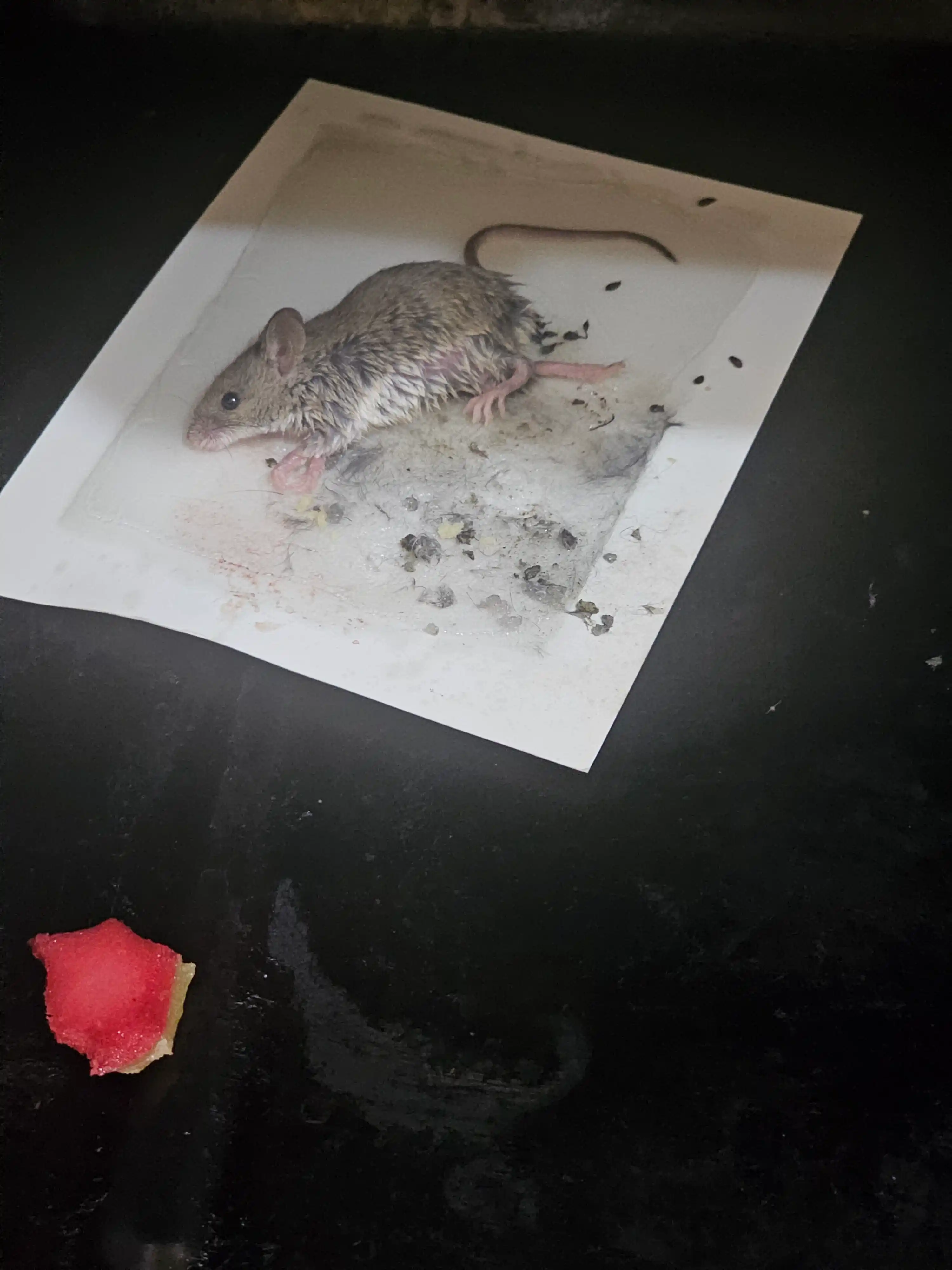 Sichqon va mayda kalamushlarga qarshi yelimli qopqon Kotofey, 10 dona, komplekt