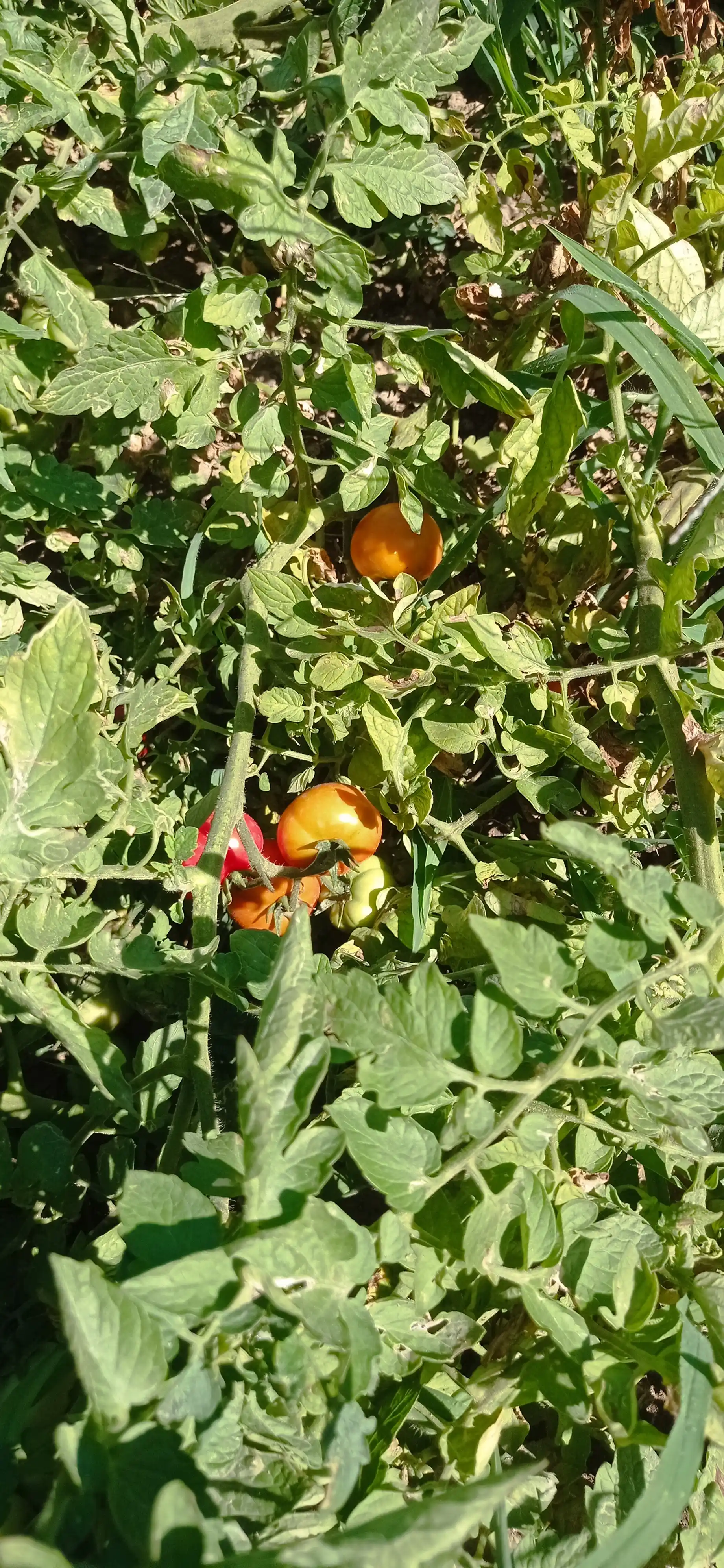 Семена томата Yusuf Profi Agro Seeds