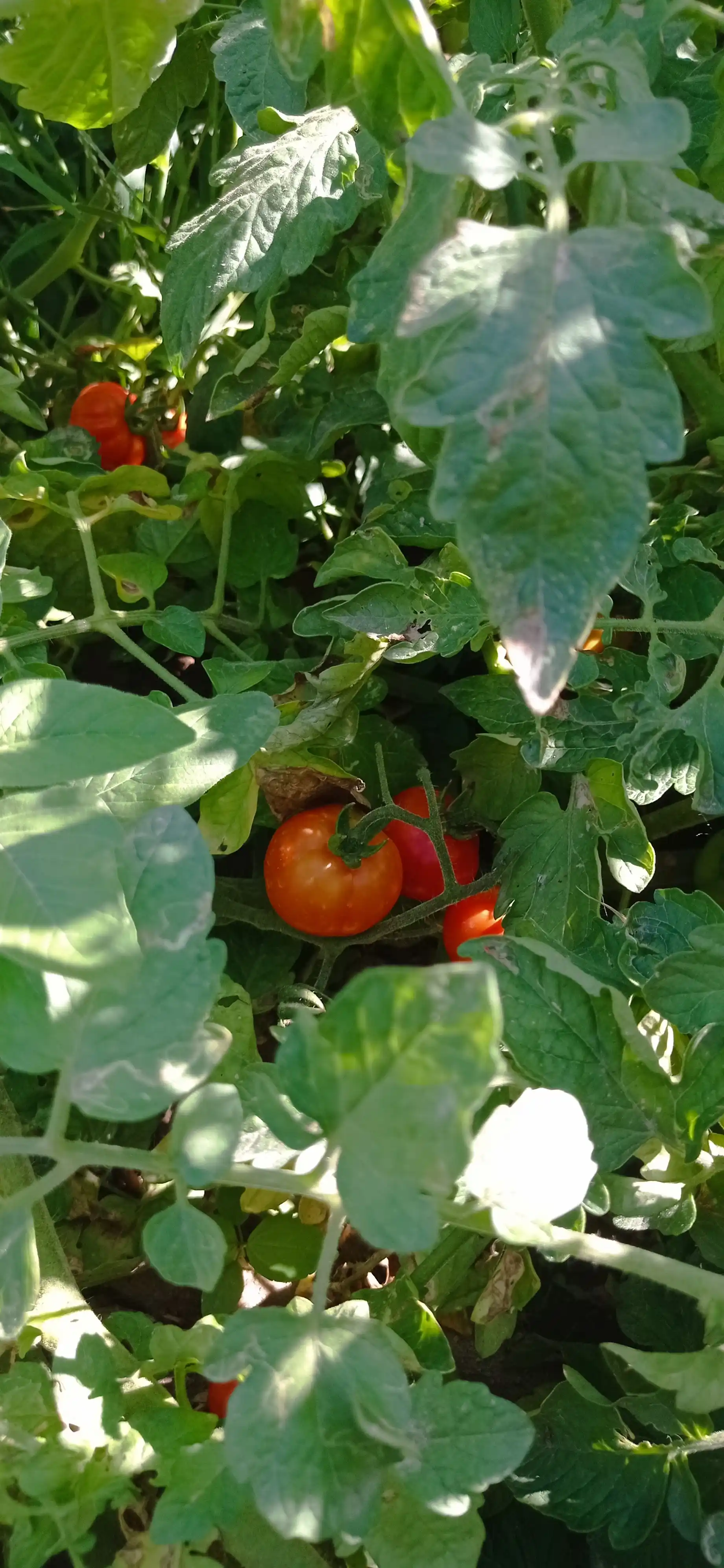 Семена томата Yusuf Profi Agro Seeds