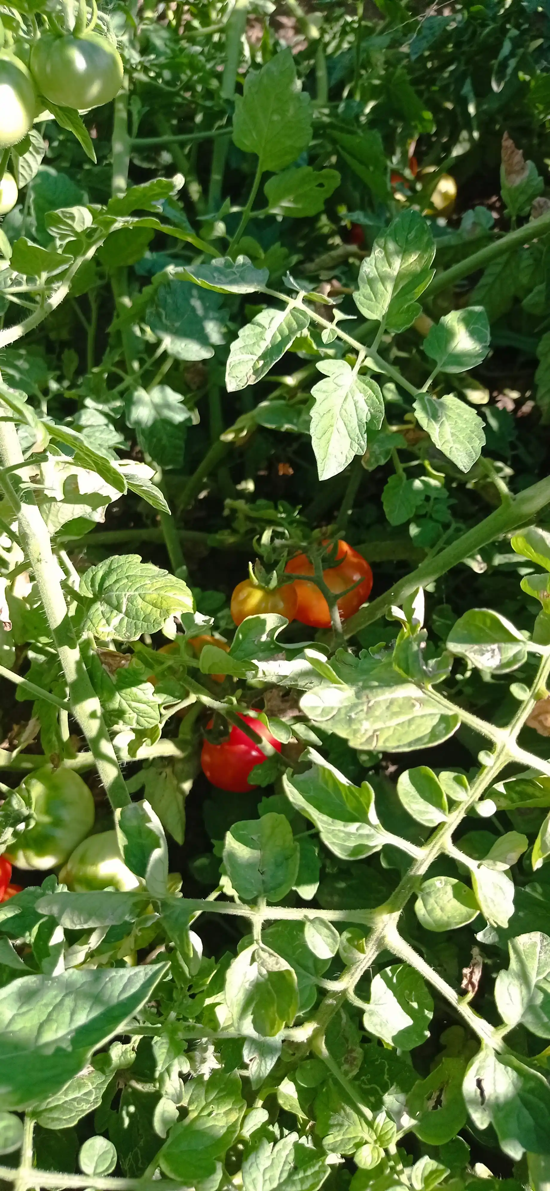 Семена томата Yusuf Profi Agro Seeds