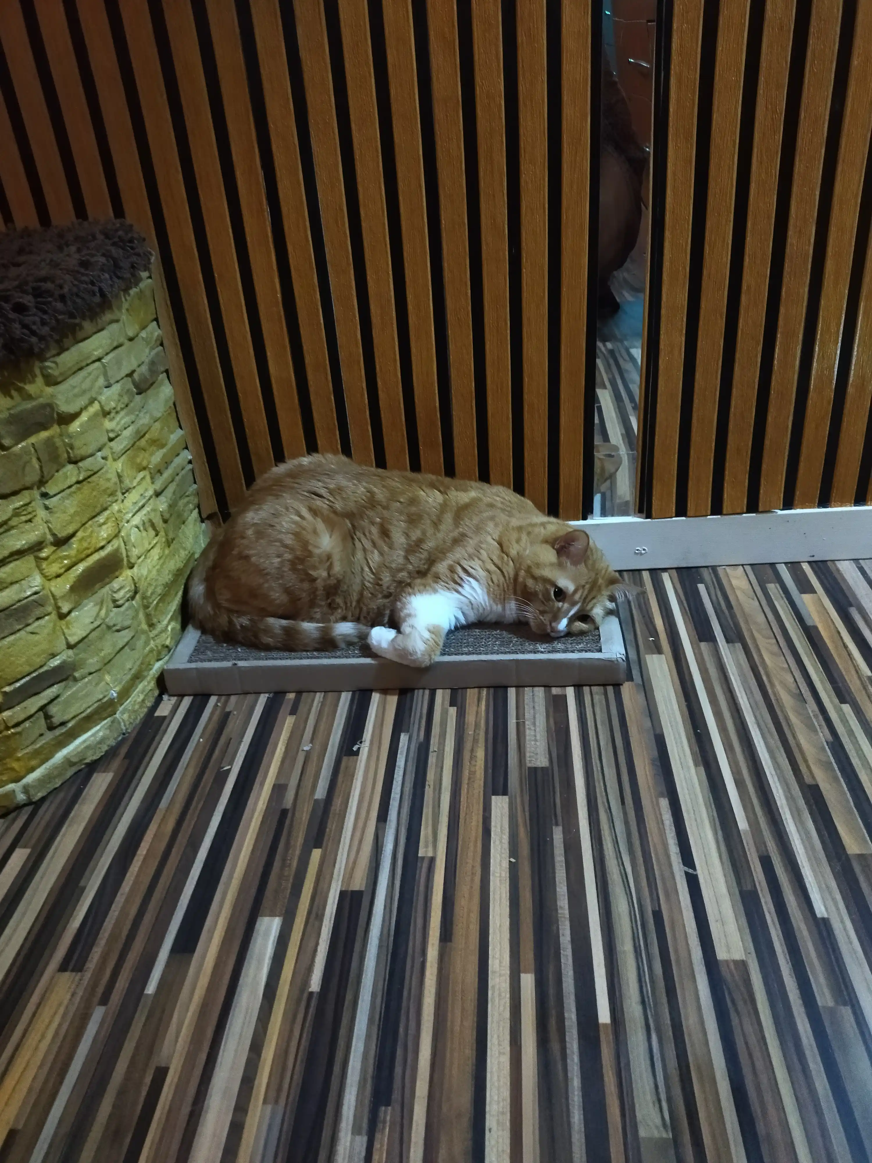 Katta, mushuklar uchun kartondan yasalgan, mushuk yalpizli, 50*24 sm o‘lchamdagi tirnoqli yotoqcha, BOBRIKGORA, KRAFT