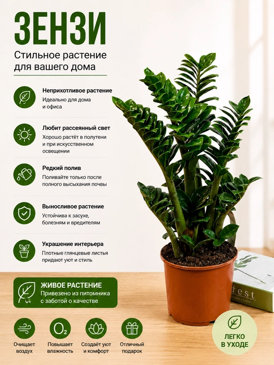 Zamiokulkas zamiy bargli (Zamioculcas zamiifolia), xona o‘simligi - 