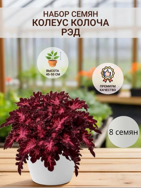 Gibiskus Kameliya Akasiya Mimoza Gloksiniya Geran Koleus Urug'lari - 