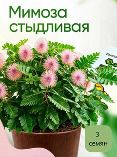 Коралловый