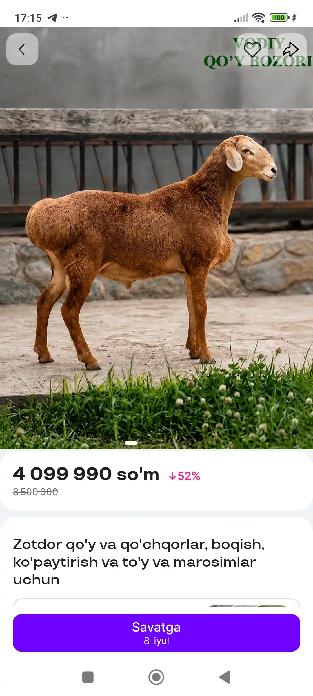 Zotdor qo'y va qo'chqorlar, boqish, ko'paytirish va to'y va marosimlar uchun